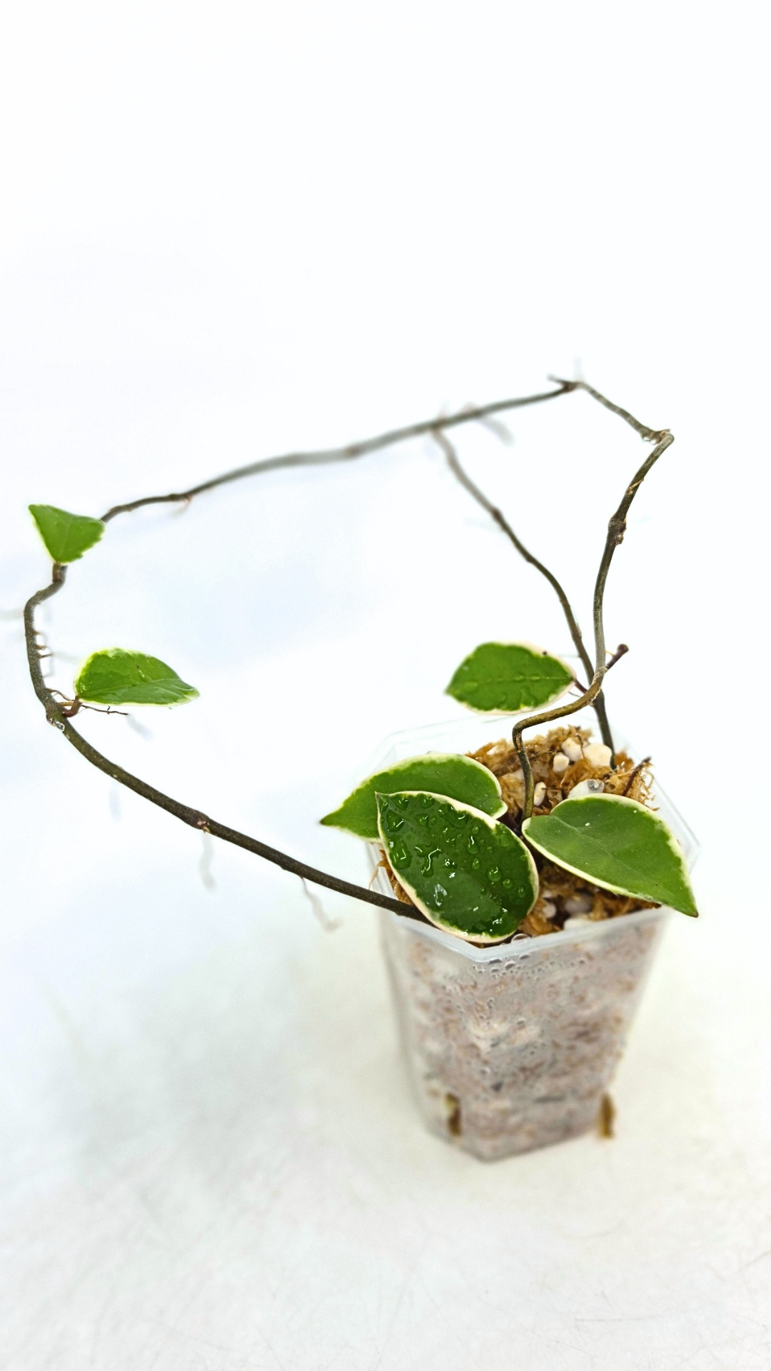 Uncommon indoor plant hoya Carnosa Krimson Queen propagated by and available for sale at rare plant shop The Leaf Gallery in Perth.