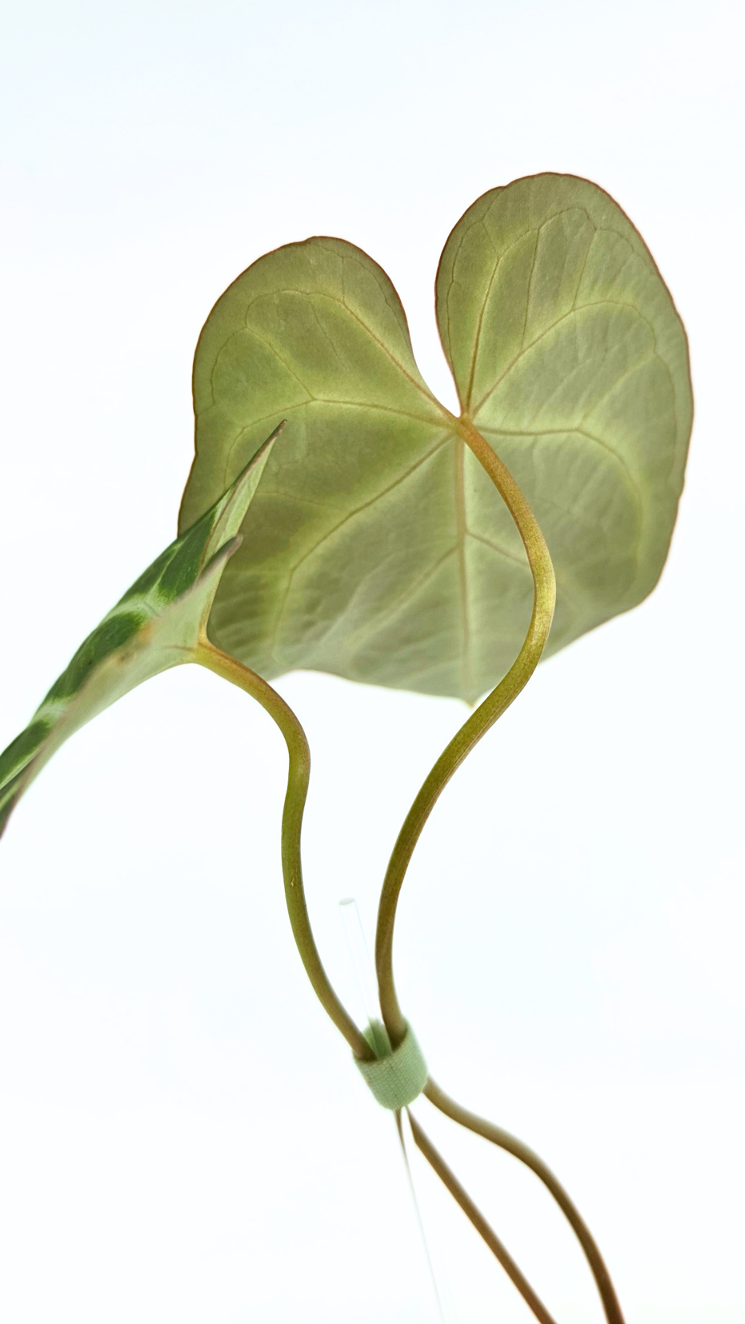 Rare indoor plant Anthurium Magnificum available for sale at rare house plant shop The Leaf Gallery in Perth, Western Australia