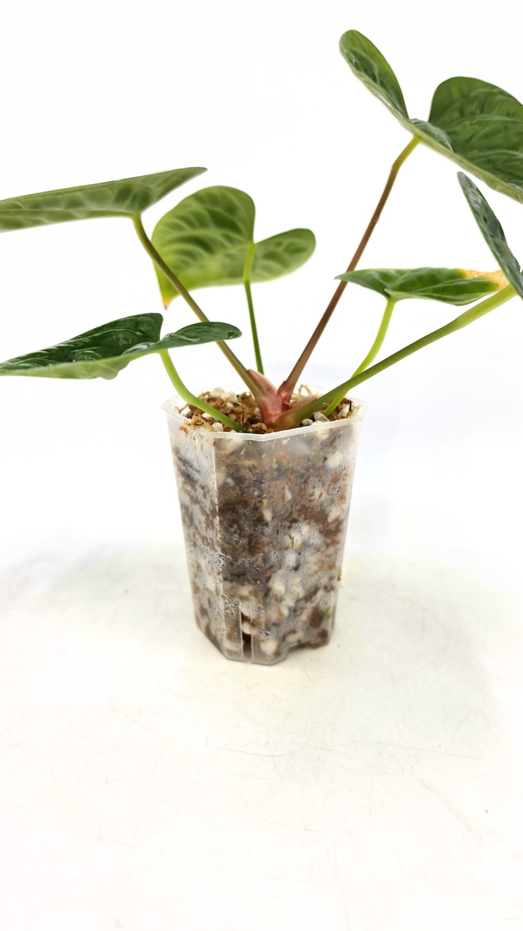 Rare hybrid of indoor plant Anthurium Giganteum Verde X Anthurium Luxurians available at rare plant shop The Leaf Gallery in Perth, Western Australia