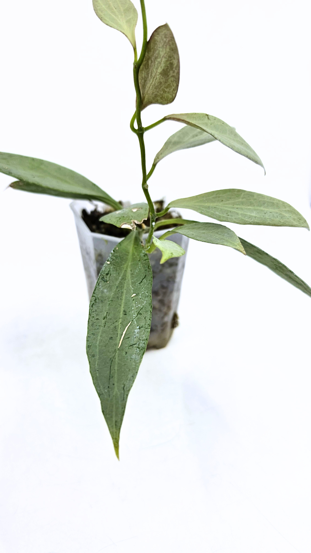 Rare waxplant Hoya Nicholsoniae New Guinea Ghost propagated and for sale by rare plant shop The Leaf Gallery in Perth, Western Australia