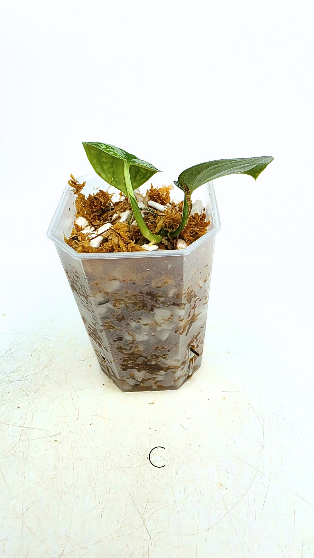 Rare indoor plant Scindapsus Dark Silver Tricolour available for sale at rare house plant shop The Leaf Gallery in Perth, Western Australia