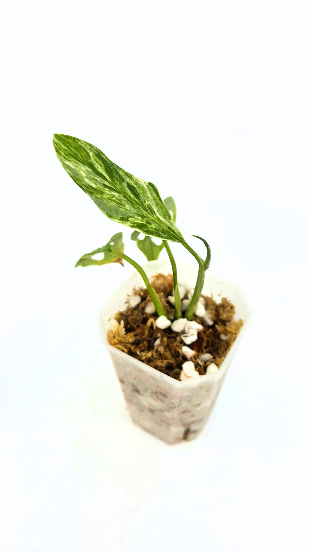 Single plants upload_20260507_112415_0000.png