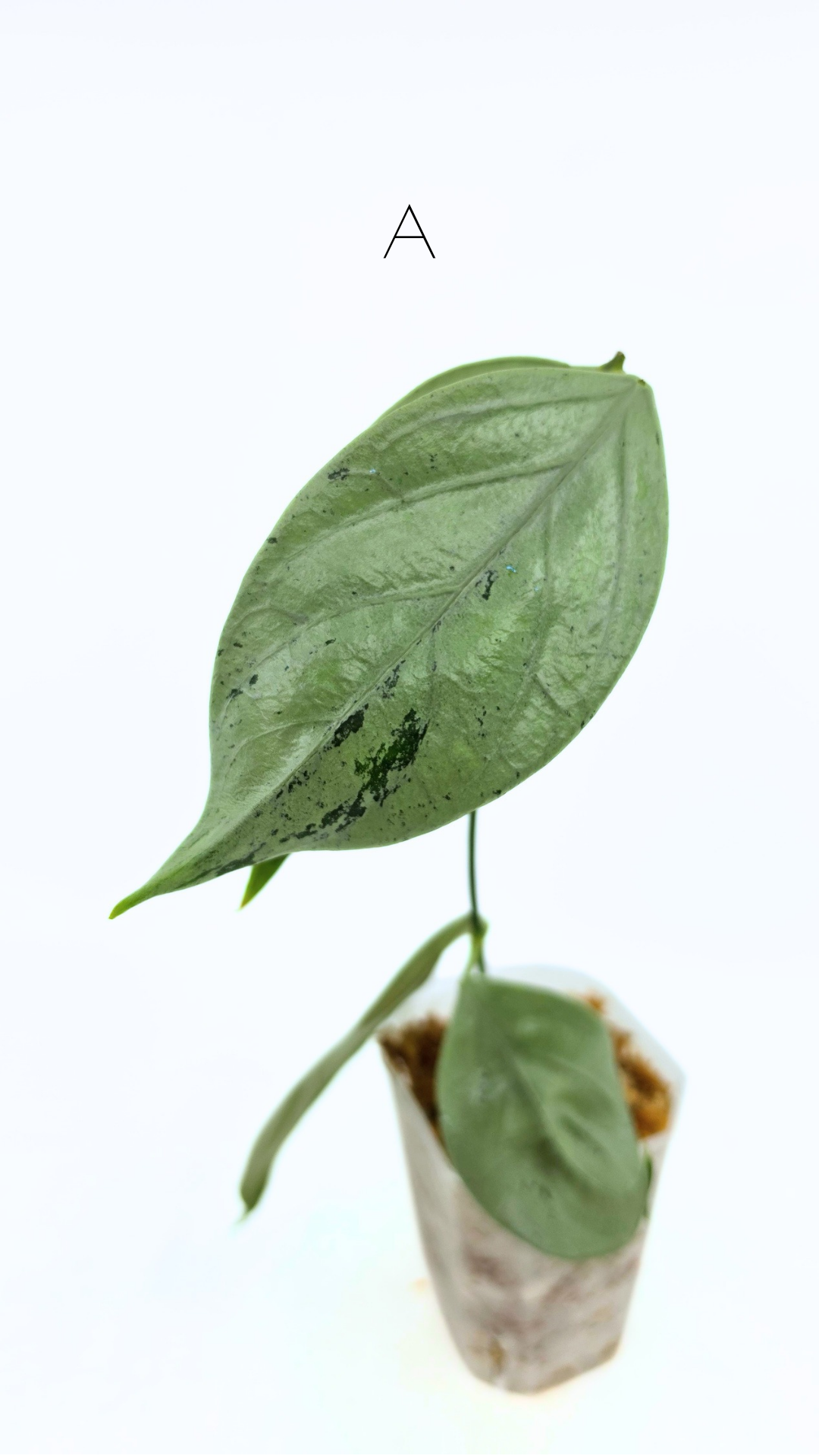 Rare waxplant Hoya Coriacea Silver available for sale at rare indoor plant shop The Leaf Gallery in Perth, Western Australia