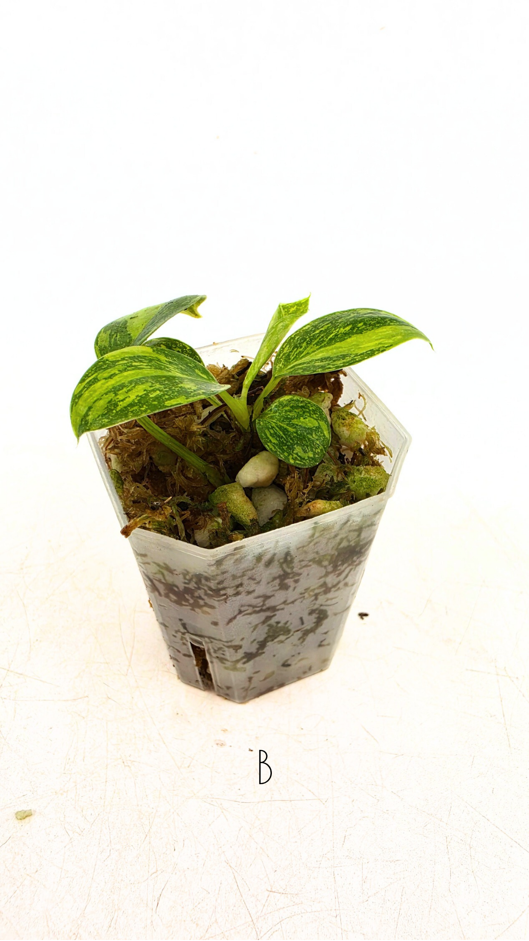 Rare indoor plant Green Congo Hybrid (Nuclear) Varigated available for sale at rare plant shop The Leaf Gallery in Perth, Western Australia