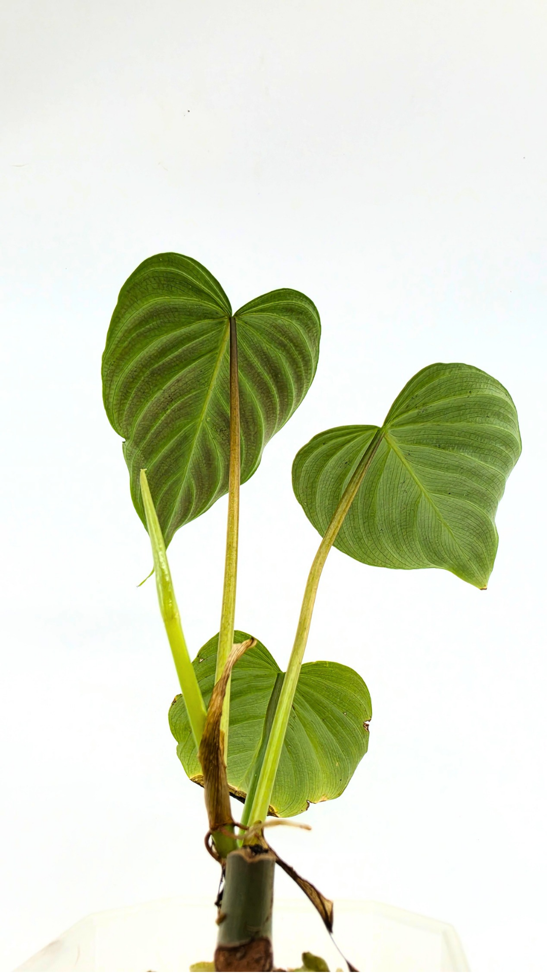 Rare indoor plant Philodendron Majestic available at rare plant shop The Leaf Gallery in Perth, Western Australia