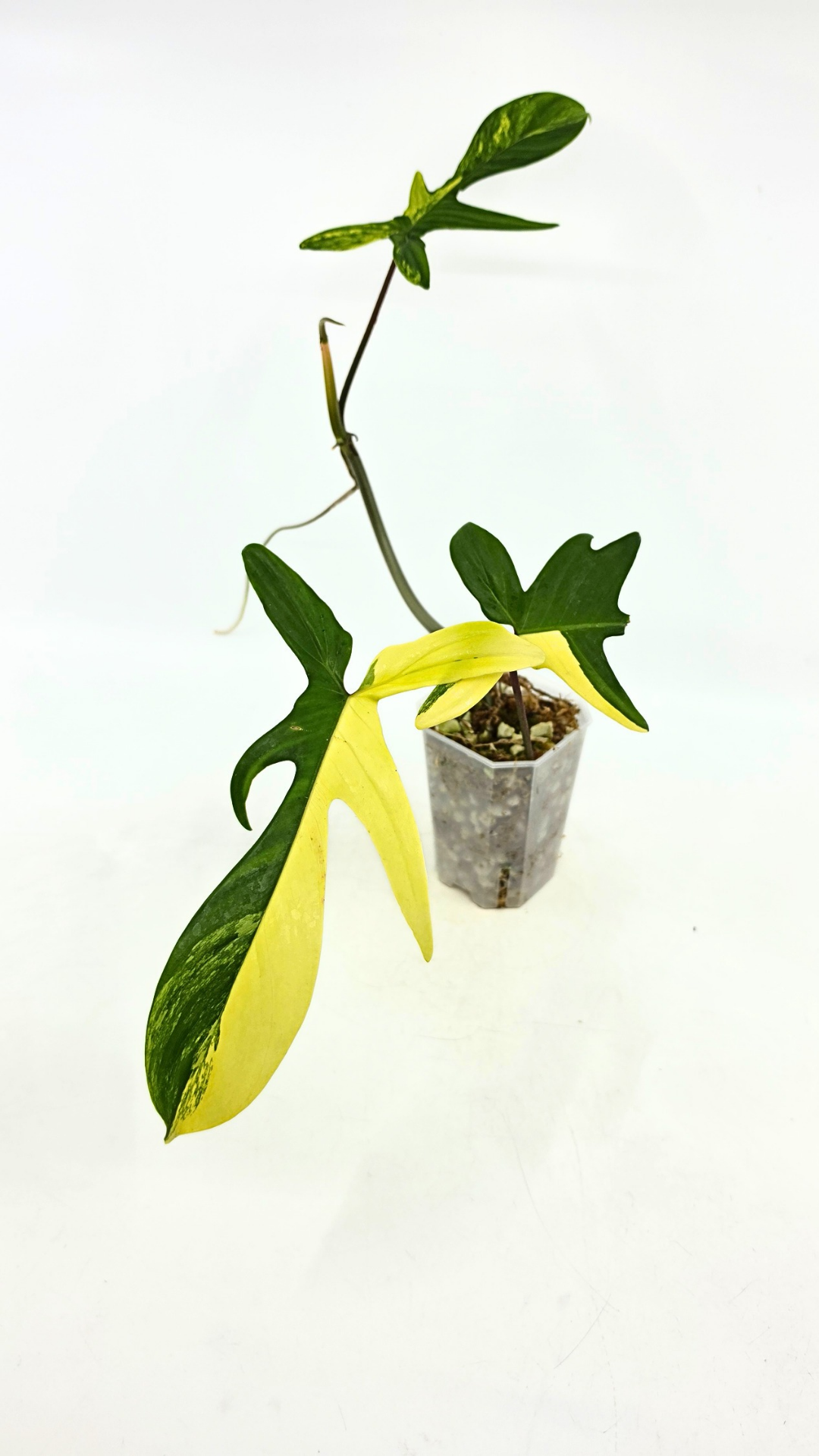 Rare indoor plant Philodendron Florida Beauty Varigated available at rare plant shop The Leaf Gallery in Perth, Western Australia