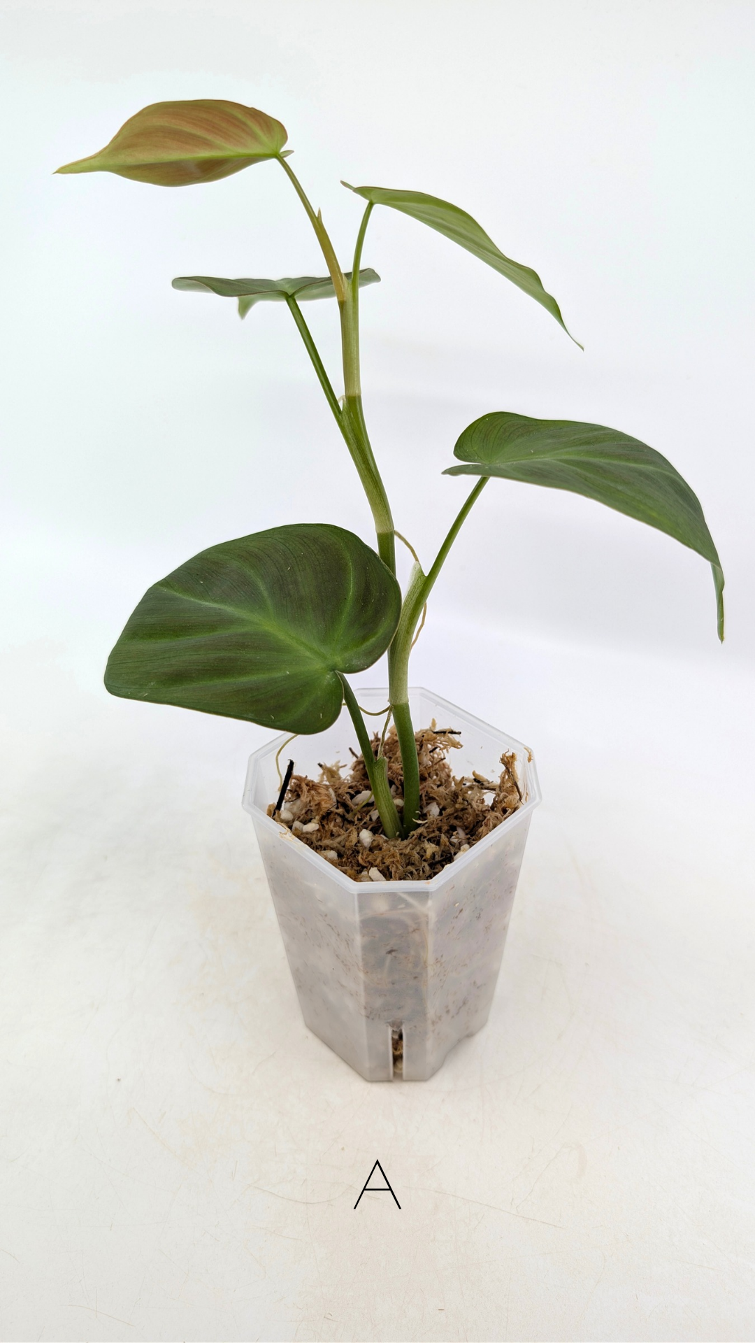 Uncommon indoor plant Philodendron Camposportoanum available for sale at rare house plant shop The Leaf Gallery in Perth, Western Australia