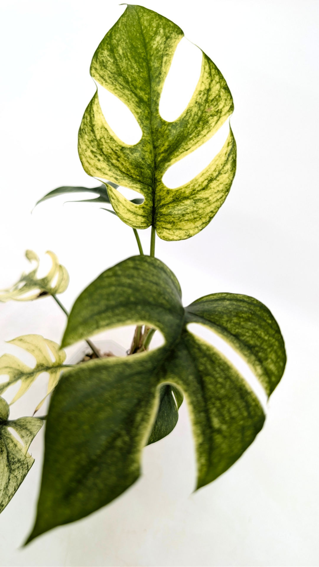 Rare indoor plant Raphidophora Tetrasperma Albo for sale by rare plant shop The Leaf Gallery in Perth, Western Australia