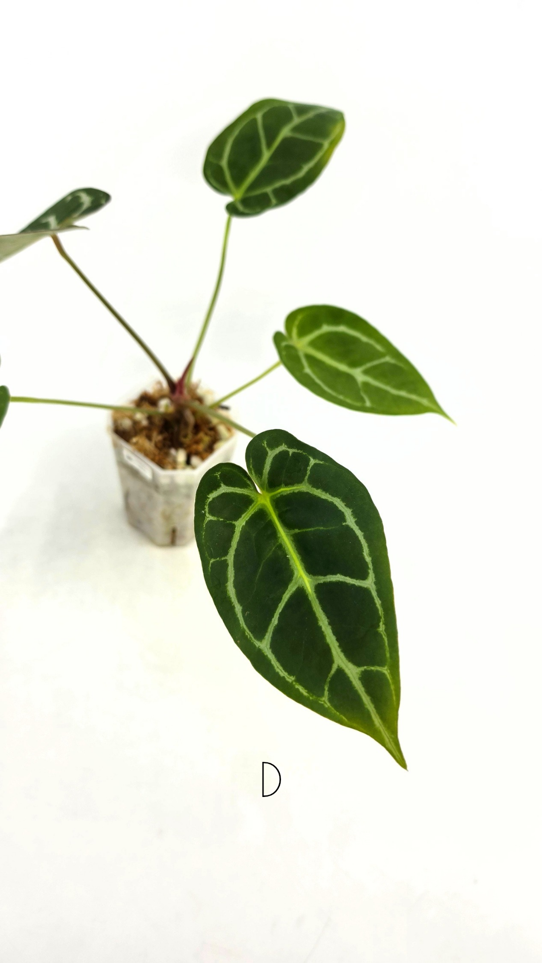 Rare anthurium hybrid Anthurium Dark Forgetii x Bessae Aff X Anthurium Michelle by The Leaf Gallery in Perth, Western Australia