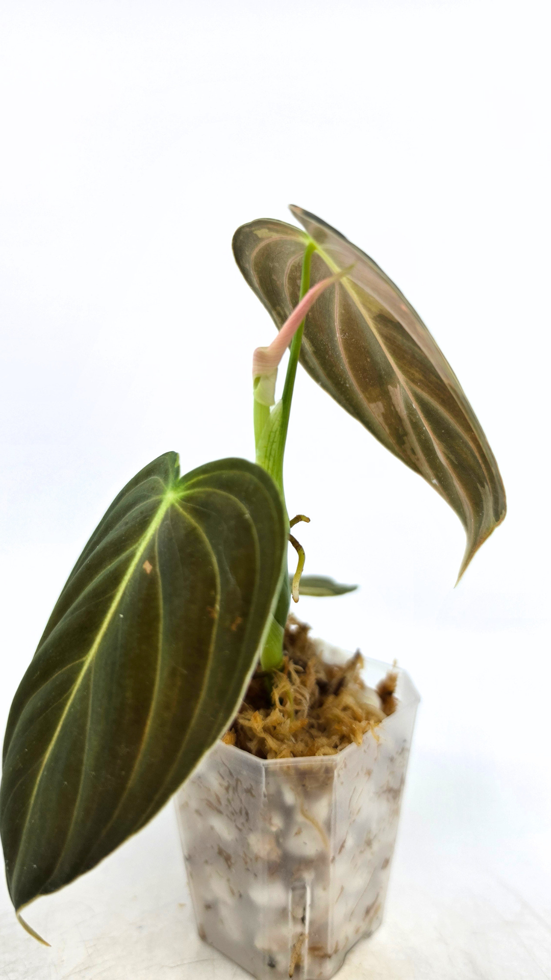 Rare plant Philodendron Melanochrysum Varigated available for sale at rare plant shop The Leaf Gallery in Perth, Western Australia