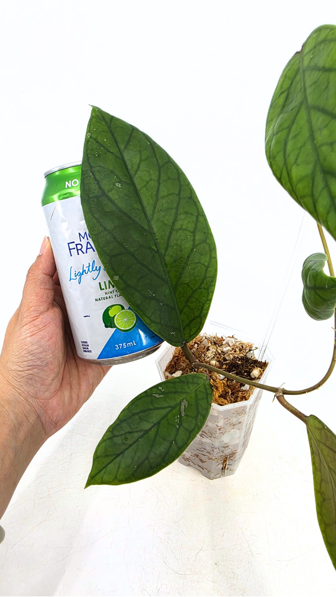 Rare waxplant Hoya Vitellinoides available for sale at rare indoor plant shop The Leaf Gallery in Perth, Western Australia