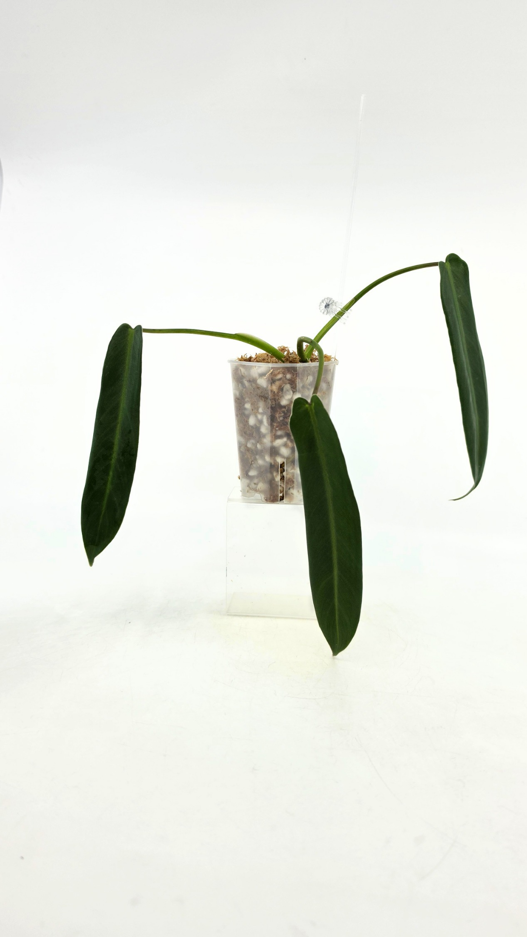 Rare houseplant Philodendron Spiritus-Sancti TC available at rare plant shop The Leaf Gallery in Perth, Western Australia