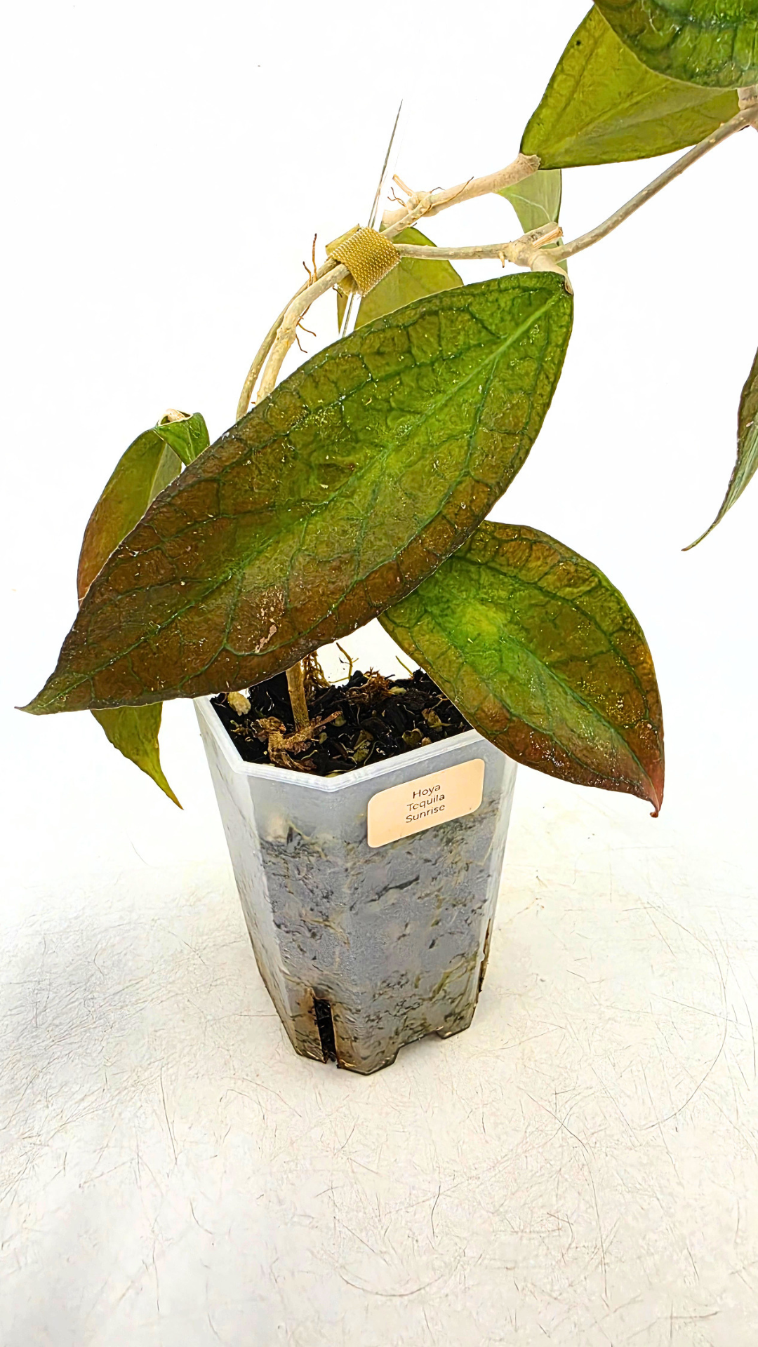 Rare waxplant Hoya Tequila Sunrise available for sale at rare indoor plant shop The Leaf Gallery in Perth, Western Australia