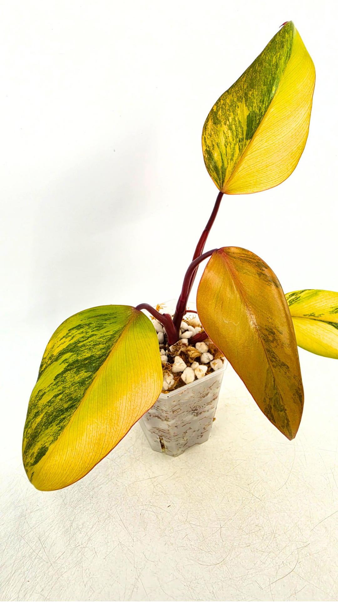 Rare indoor plant Philodendron Strawberry Shake grown and propagated by rare plant shop The Leaf Gallery in Perth, Western Australia