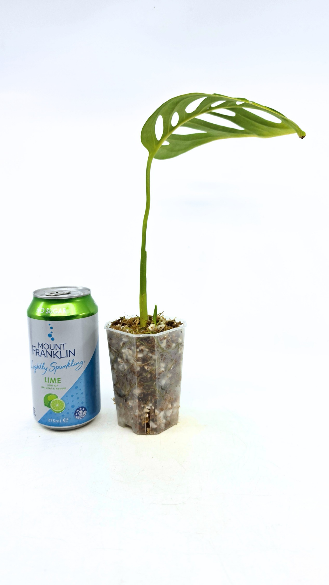 Rare indoor plant Monstera Esqueleto or Monstera Epipremnoides available for sale at rare plant shop The Leaf Gallery in Perth, Western Australia