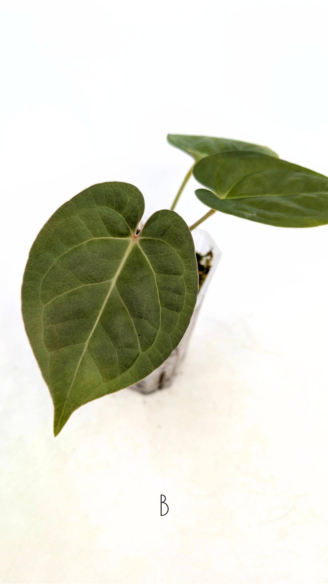Rare Anthurium hybrid Silver Blush X Luxurians available for sale at rare indoor plant shop The Leaf Gallery in Perth, Western Australia