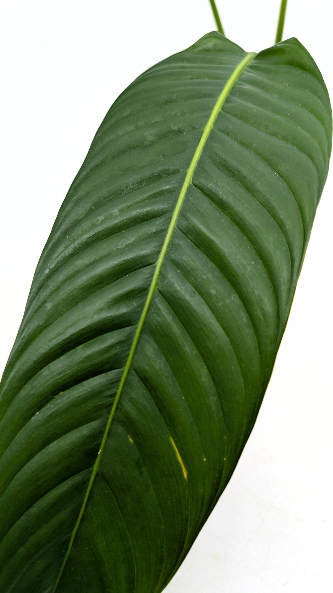 Rare Indoor Plant Philodendron Heterocraspedon for sale at rare plant shop The Leaf Gallery in Perth, Western Australia