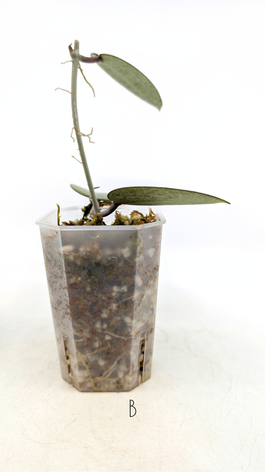 Rare waxplant Hoya Silver Dollar available for sale at rare indoor plant shop The Leaf Gallery in Perth, Western Australia