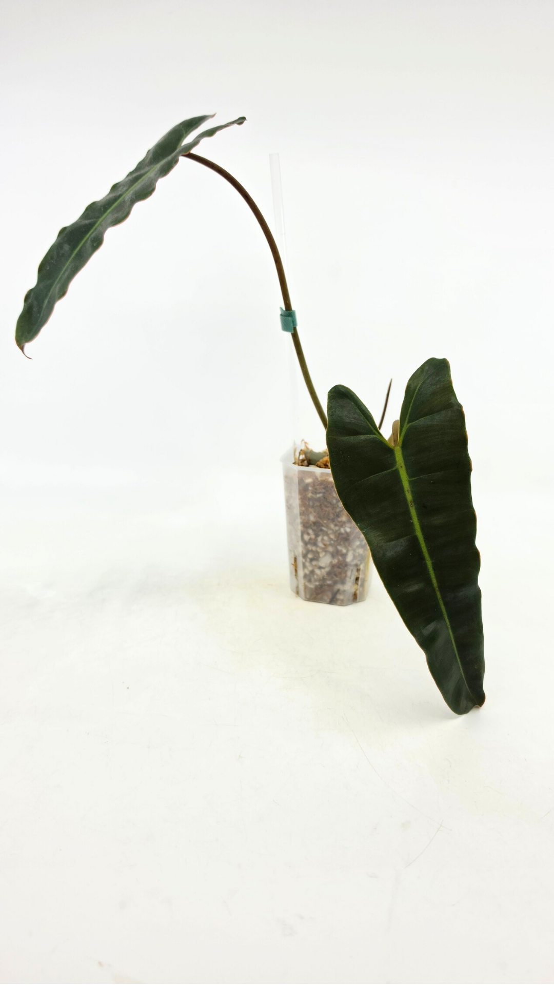 Rare indoor plant Philodendron Black Billitiae (philodendron atabapoense x philodendron billietiae) available for sale at rare house plant shop The Leaf Gallery in Perth, Western Australia