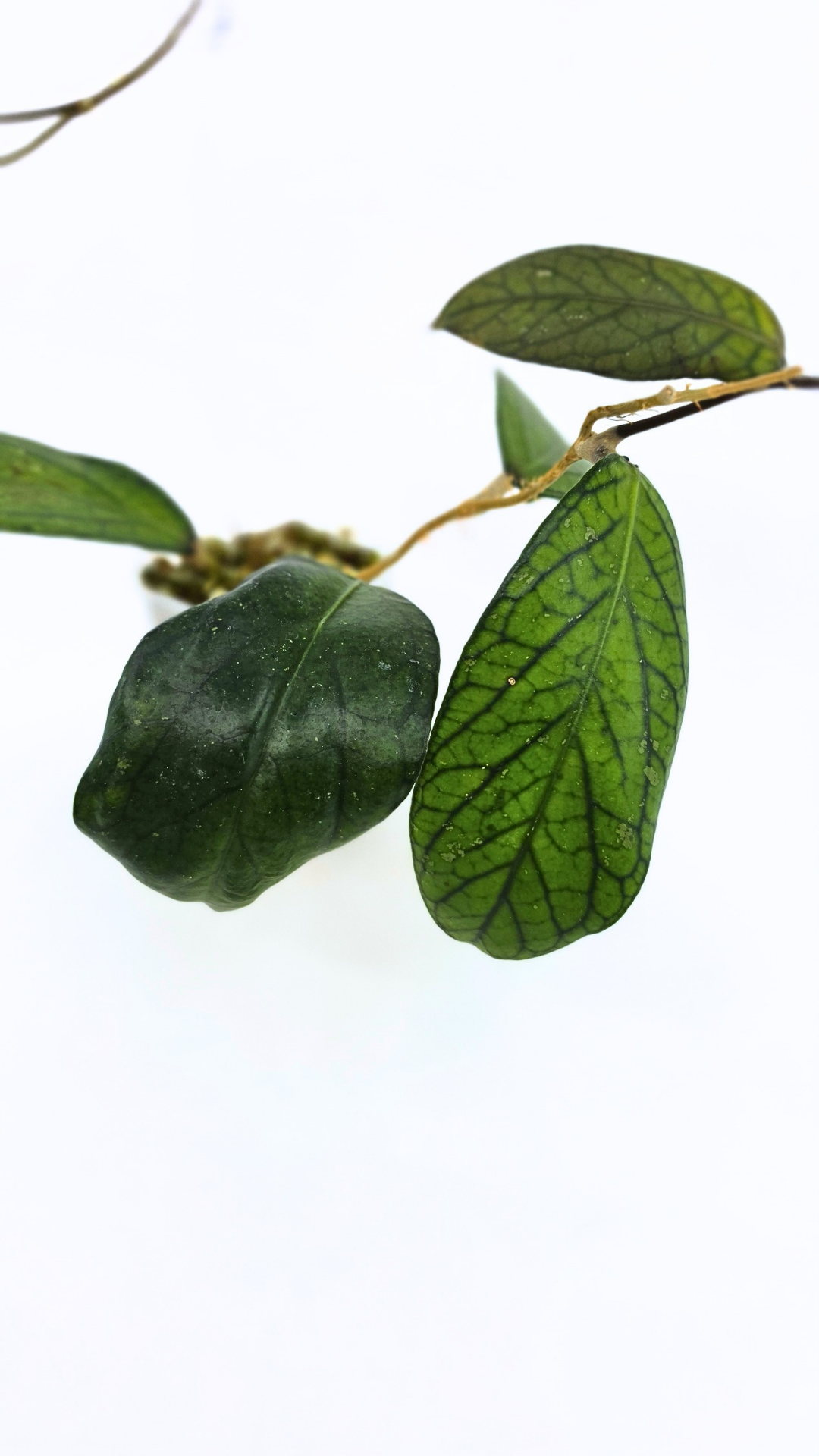 Rare waxplant Hoya Sp Tanggamus available for sale at rare indoor plant shop The Leaf Gallery in Perth, Western Australia