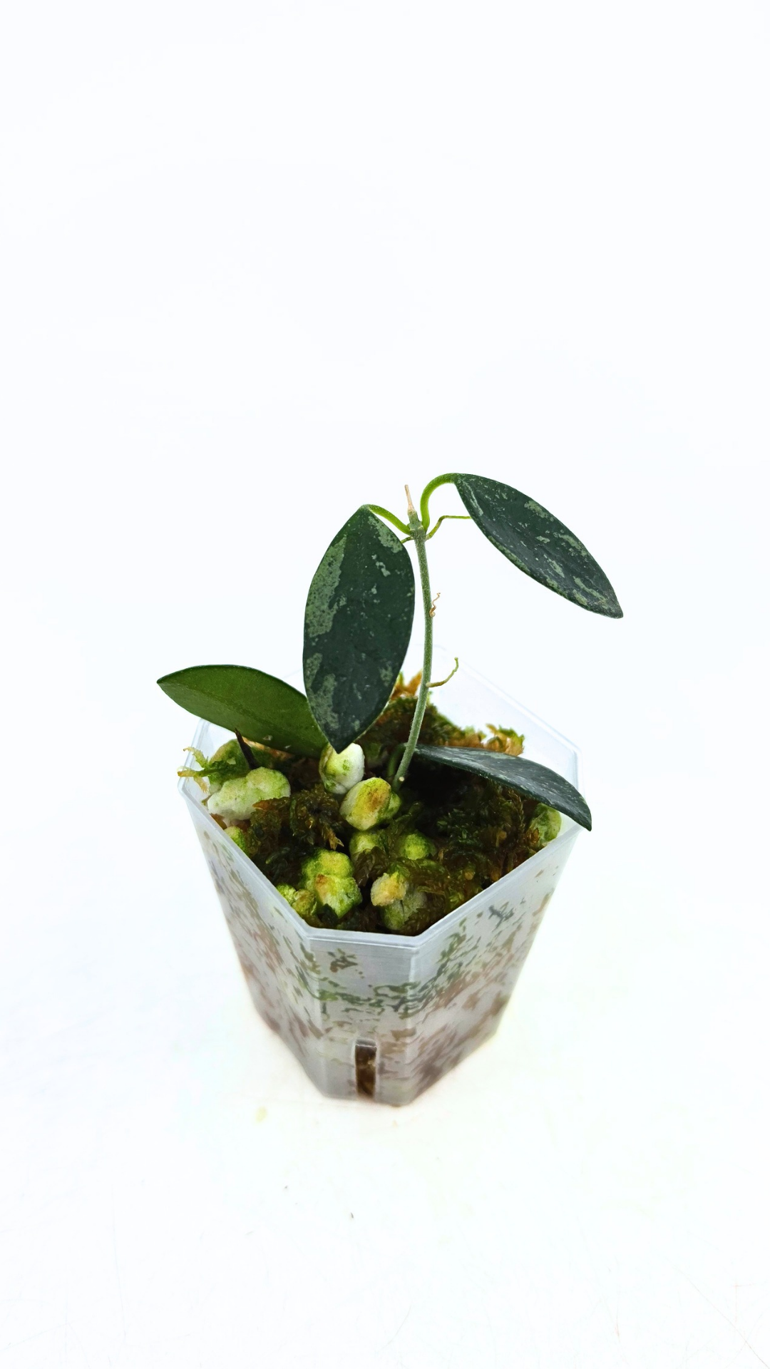 Rare waxplant Hoya Lima Splash available for sale at rare indoor plant shop The Leaf Gallery in Perth, Western Australia