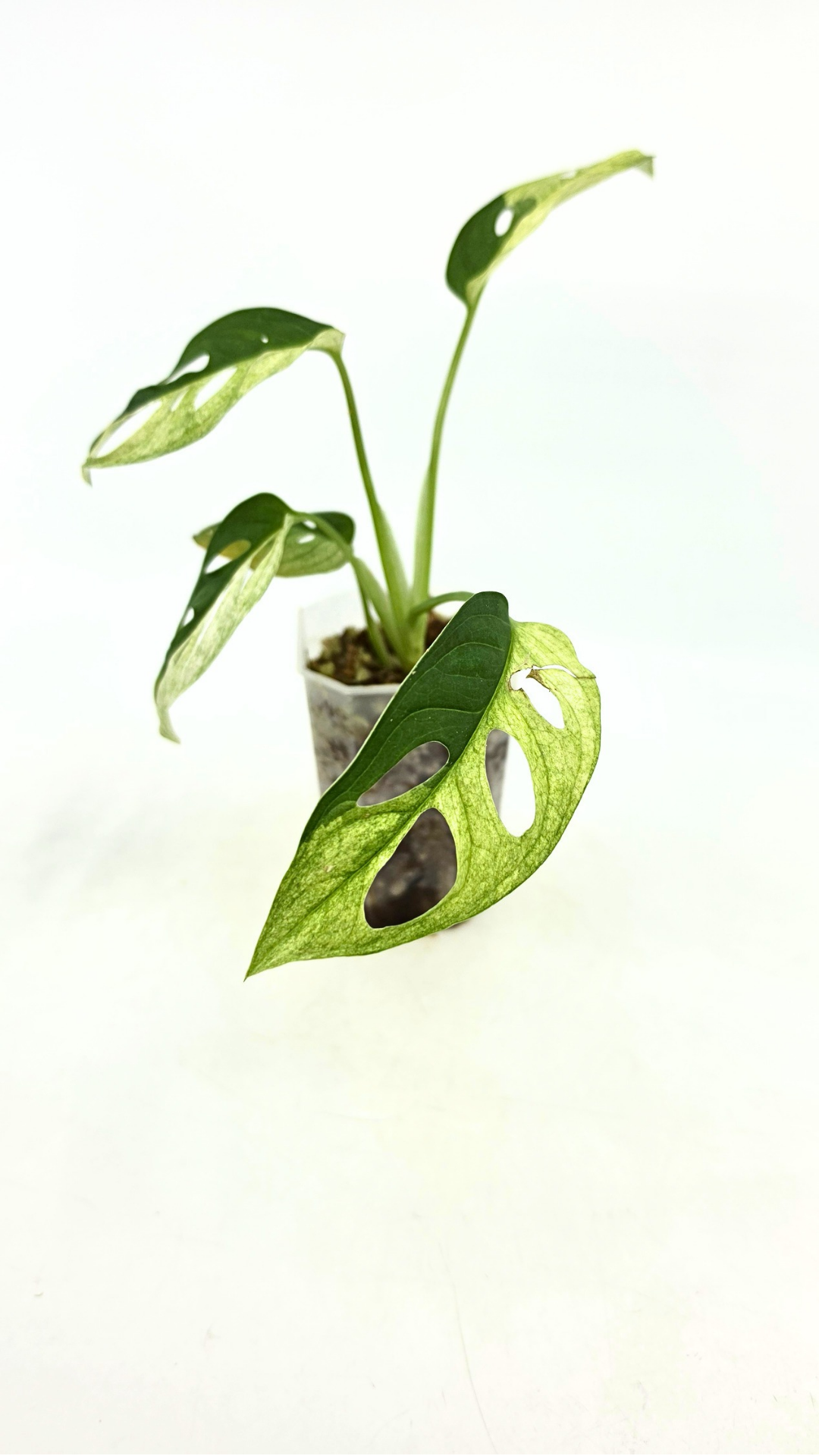 Rare indoor plant Monstera Adansonii or Monstera Swisscheese varigated grown, propagated by rare plant shop The Leaf Gallery in Perth, Western Australia