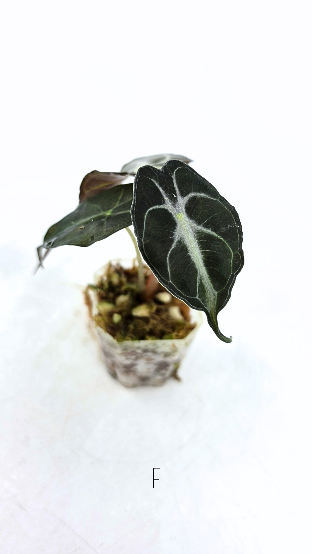 Rare indoor plant Alocasia Venom available for sale at rare house plant shop The Leaf Gallery in Perth, Western Australia.