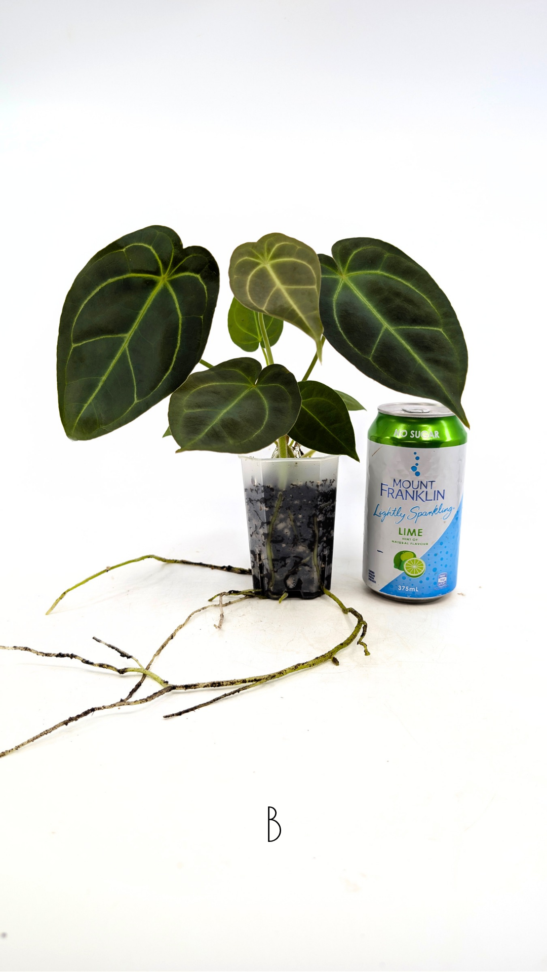 Rare anthurium hybrid Dark Forgetii X Bessae Aff available for sale at rare houseplant shop The Leaf Gallery in Perth, Western Australia