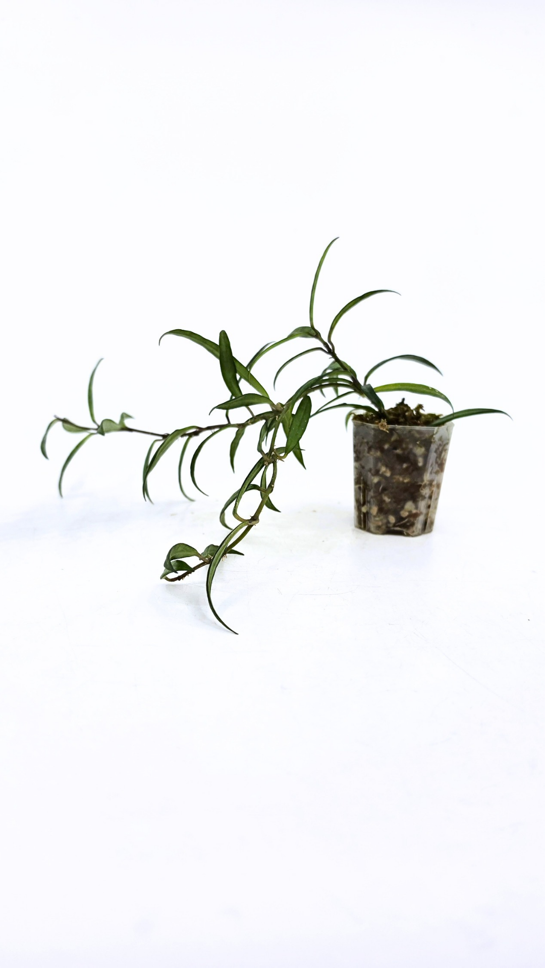 Uncommon waxplant Hoya Pauciflora available for sale at rare indoor plan shop The Leaf Gallery in Perth, Western Australia