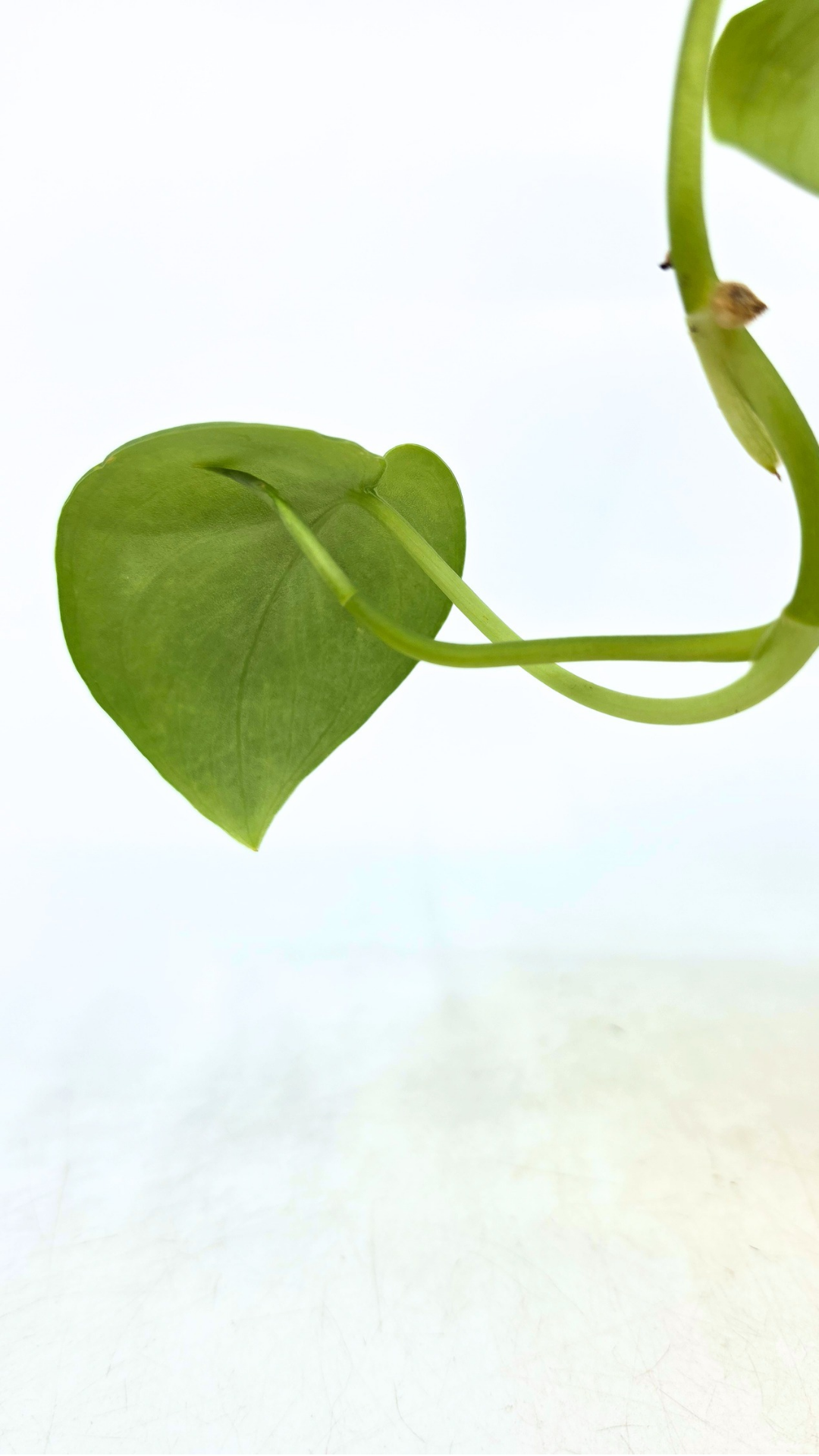 Rare indoor plant Scindapsus Platinum available for sale at rare plant shop The Leaf Gallery in Perth, Western Australia