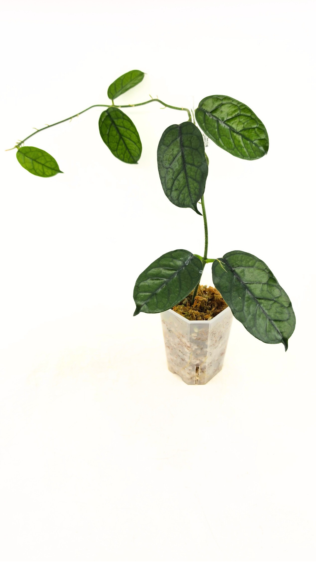 Rare waxplant Hoya Globulosa Cao Bang available for sale at rare plant shop The Leaf Gallery in Perth, Western Australia