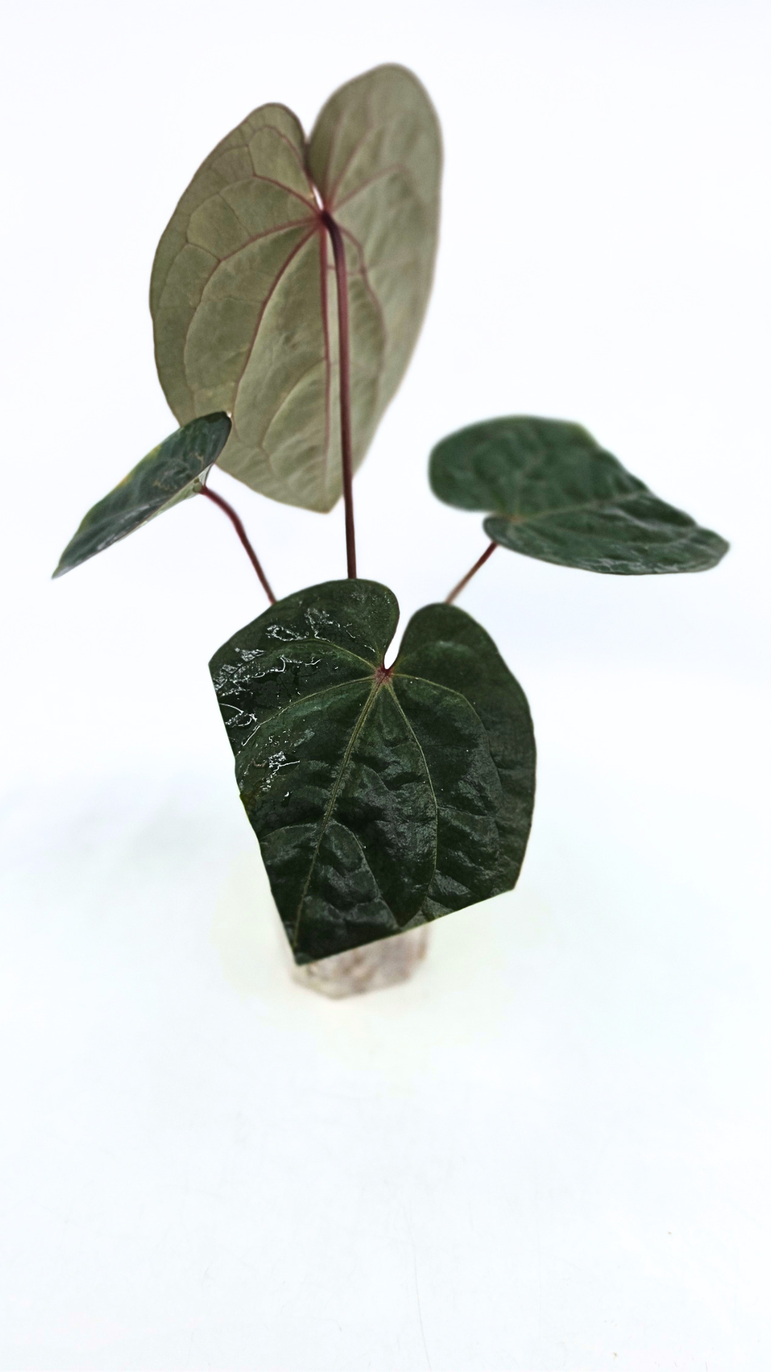 Rare indoor plant Anthurium Bloodmoon clone available from rare house plant shop The Leaf Gallery in Perth, Western Australia