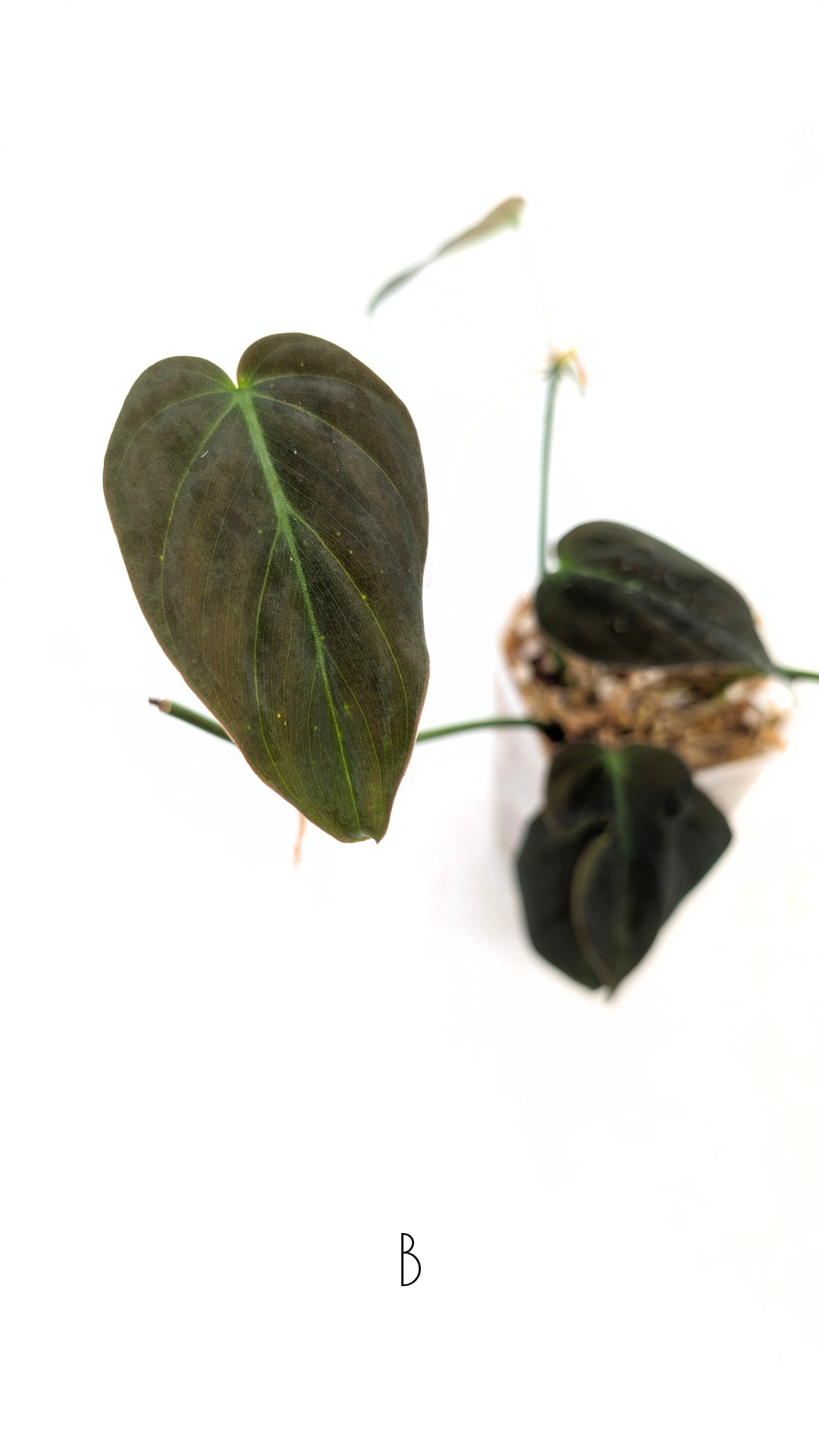 Uncommon indoor plant Philodendron Micans for sale by rare plant shop The Leaf Gallery in Perth, Western Australia