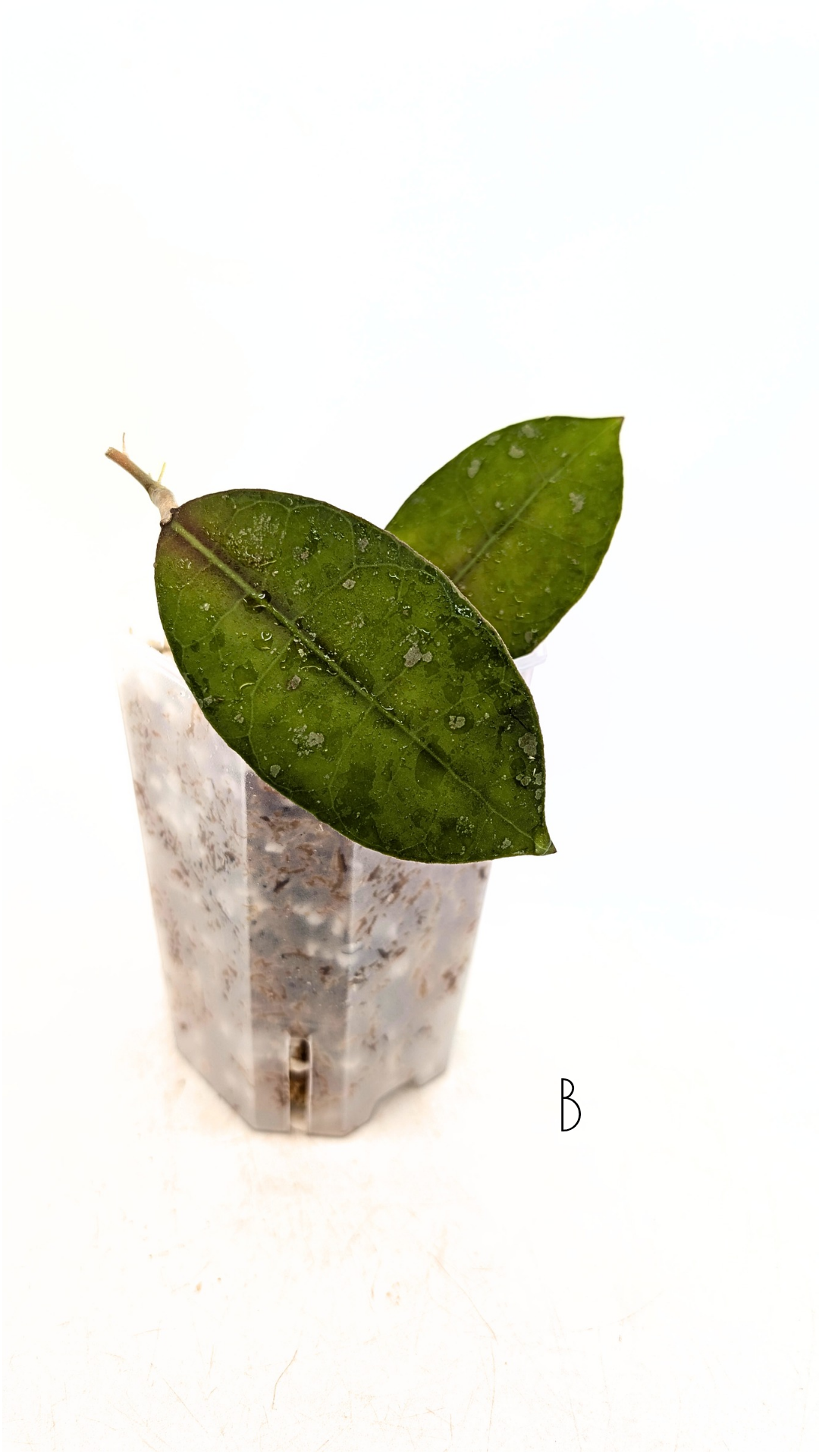 Rare waxplant Hoya Aff Lambii available for sale at rare indoor plant shop The Leaf Gallery in Perth, Western Australia.