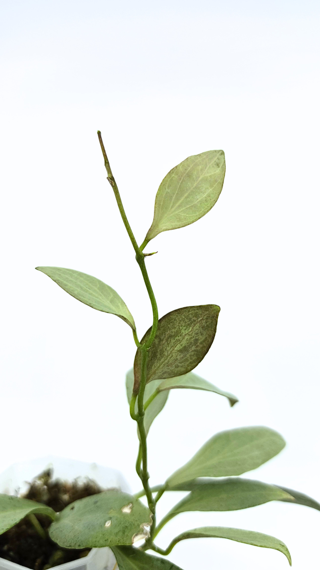 Rare waxplant Hoya Nicholsoniae New Guinea Ghost propagated and for sale by rare plant shop The Leaf Gallery in Perth, Western Australia