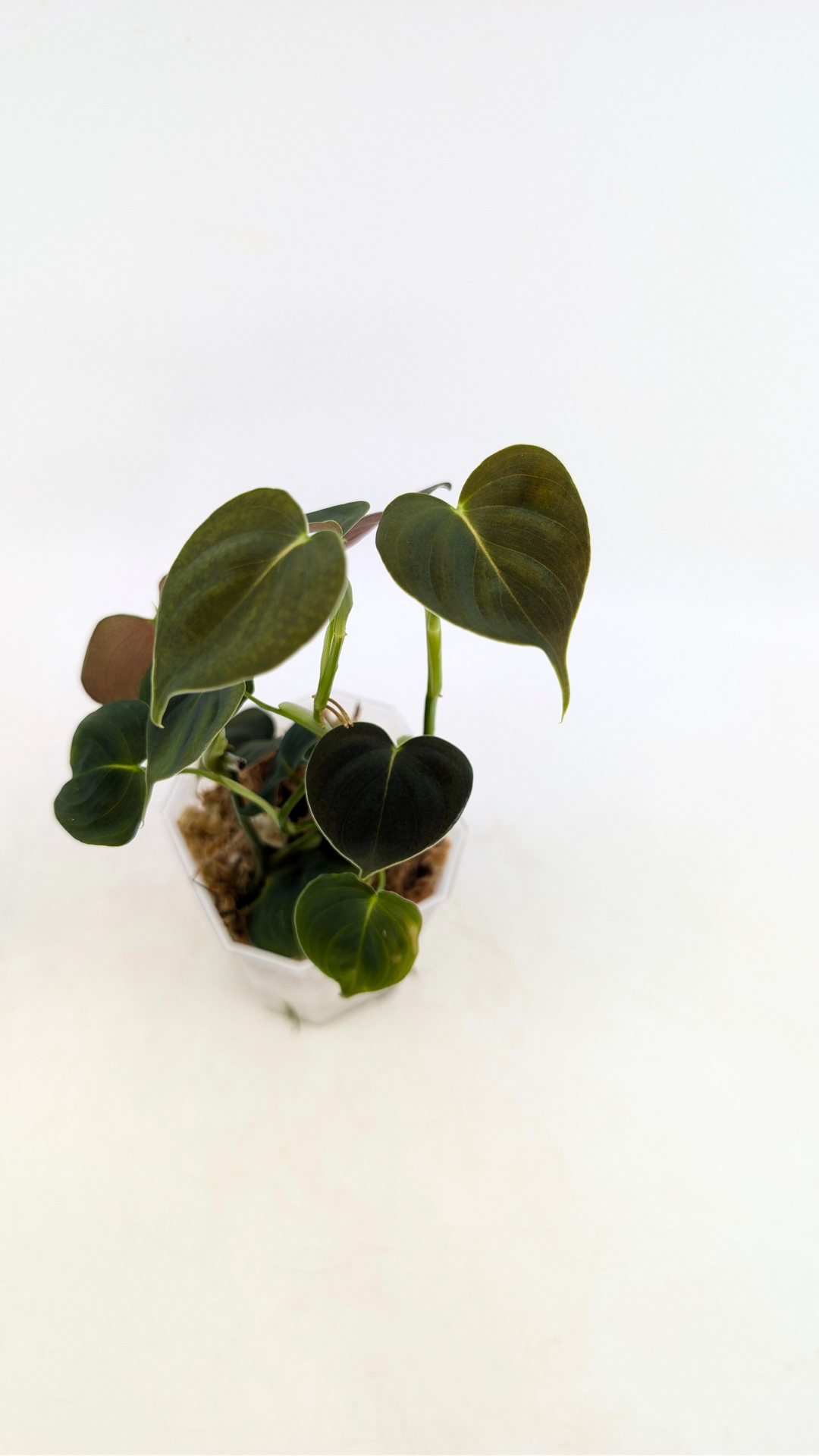 Rare indoor plant Philodendron Lupinum available for sale at rare house plant shop The Leaf Gallery in Perth, Western Australia