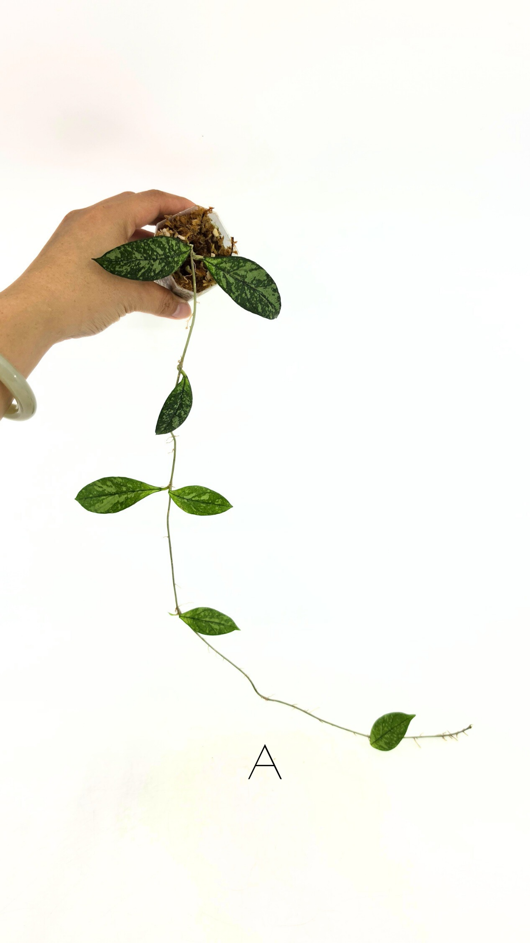 Rare waxplant Hoya Crassipetiolata Splash available for sale at rare indoor plant shop The Leaf Gallery in Perth, Western Australia