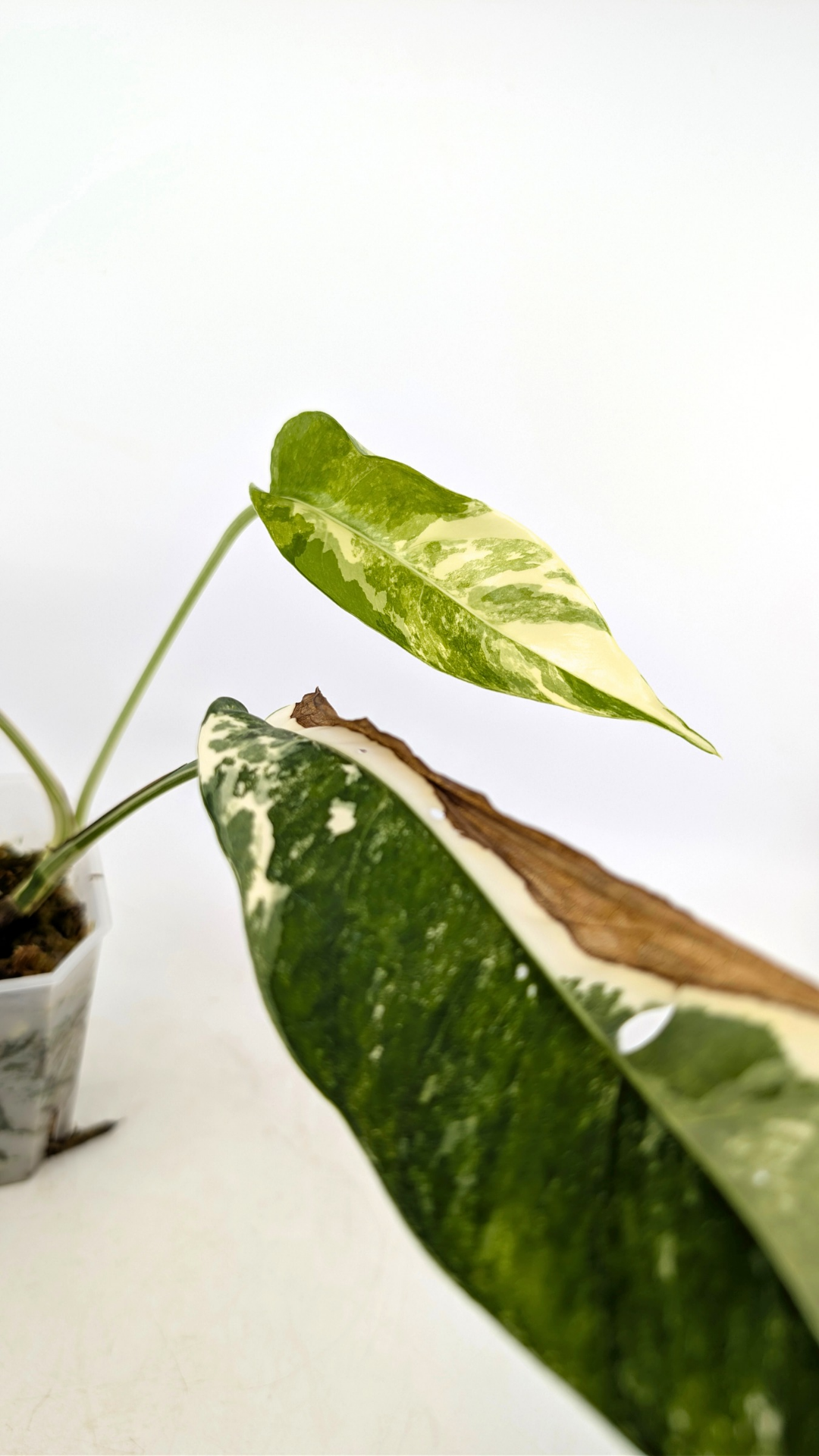 Rare plant Epipremnum Pinnatum Varigated available for sale at rare plant shop The Leaf Gallery in Perth, Western Australia