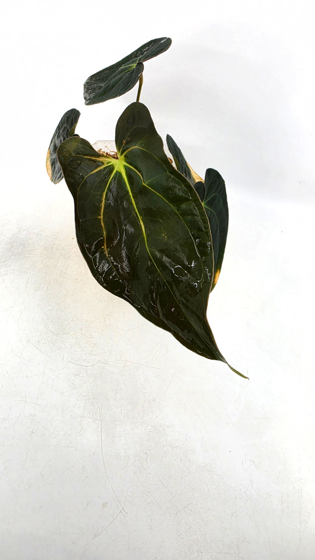 Rare indoor plant Anthurium Papillilaminum pure clone available from rare house plant shop The Leaf Gallery in Perth, Western Australia