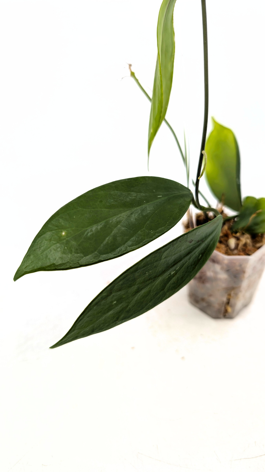 Uncommon waxplant Hoya Flavida Mt Gallego available for sale at rare plant shop The Leaf Gallery in Perth, Western Australia