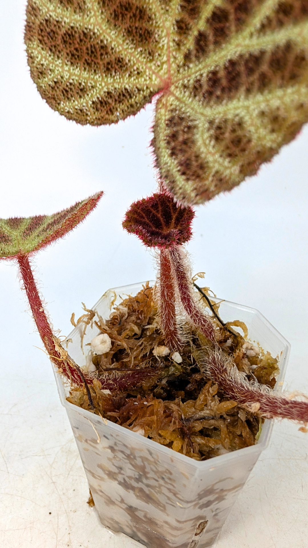 Rare Begonia Ninmingensis Var. Bella available for sale at rare plant shop The Leaf Gallery in Perth, Western Australia