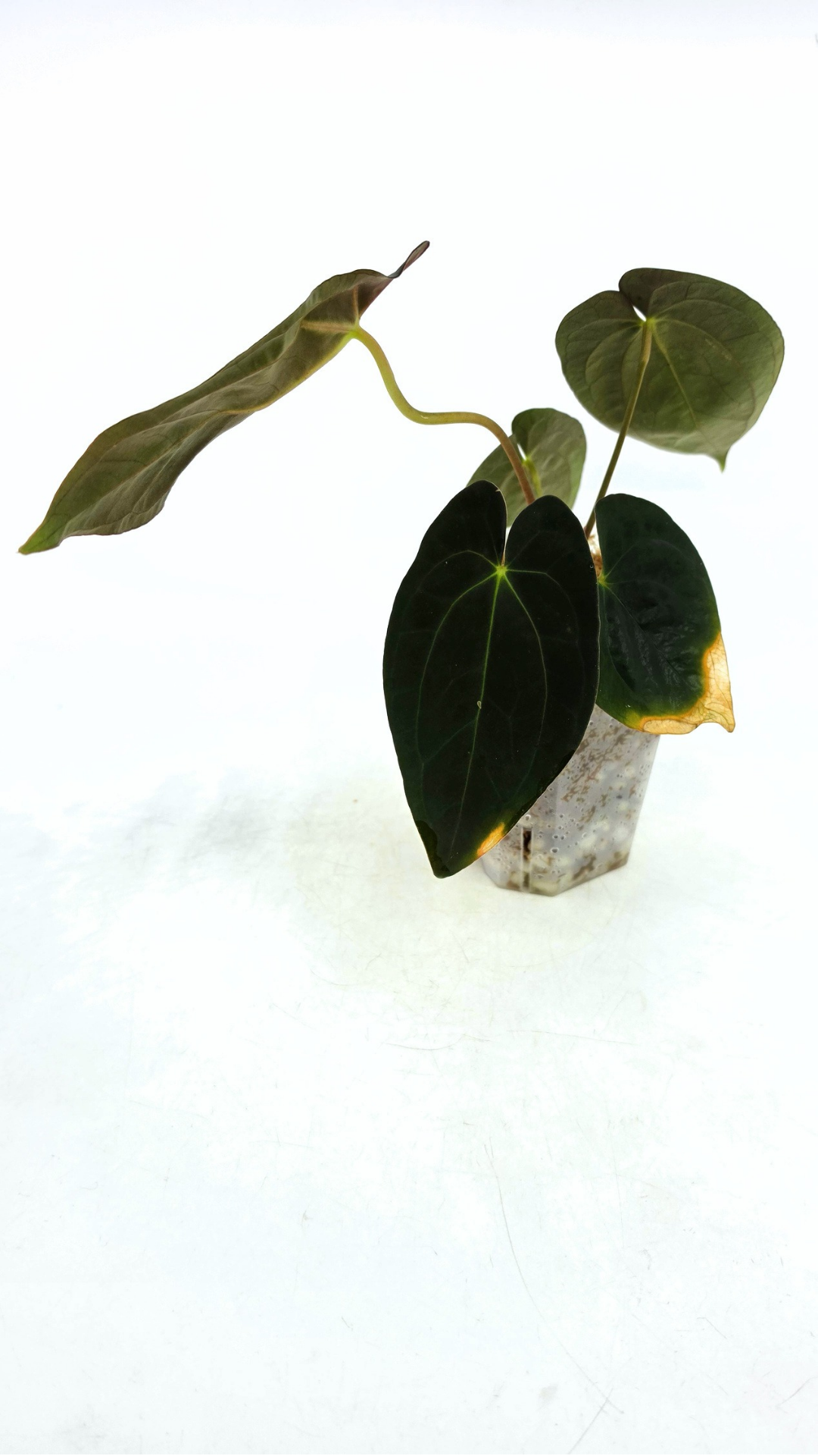 Rare indoor plant Anthurium Papillilaminum pure clone available from rare house plant shop The Leaf Gallery in Perth, Western Australia