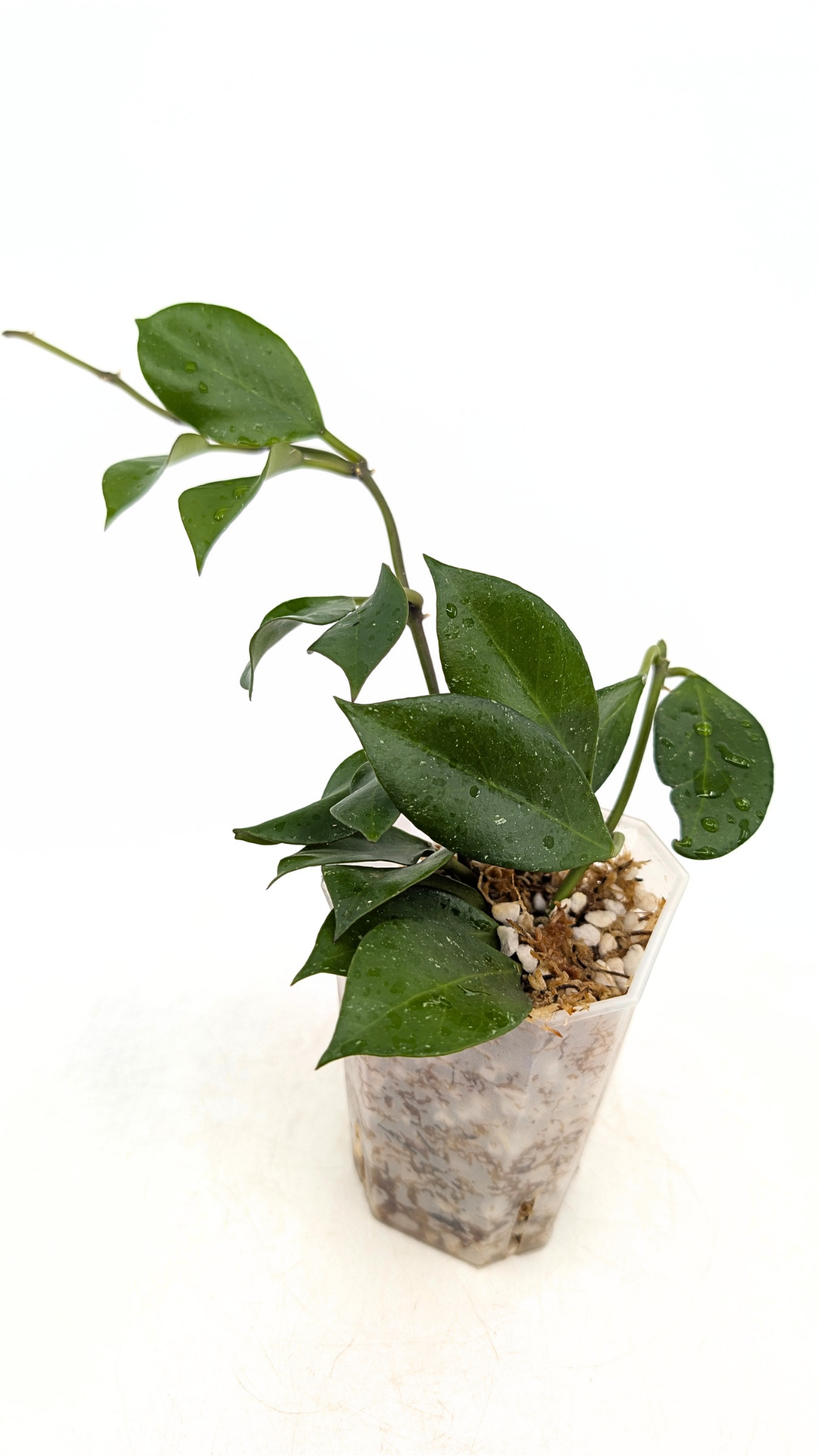 Rare waxplant Hoya Sunrise available at rare plant shop The Leaf Gallery in Perth Western Australia