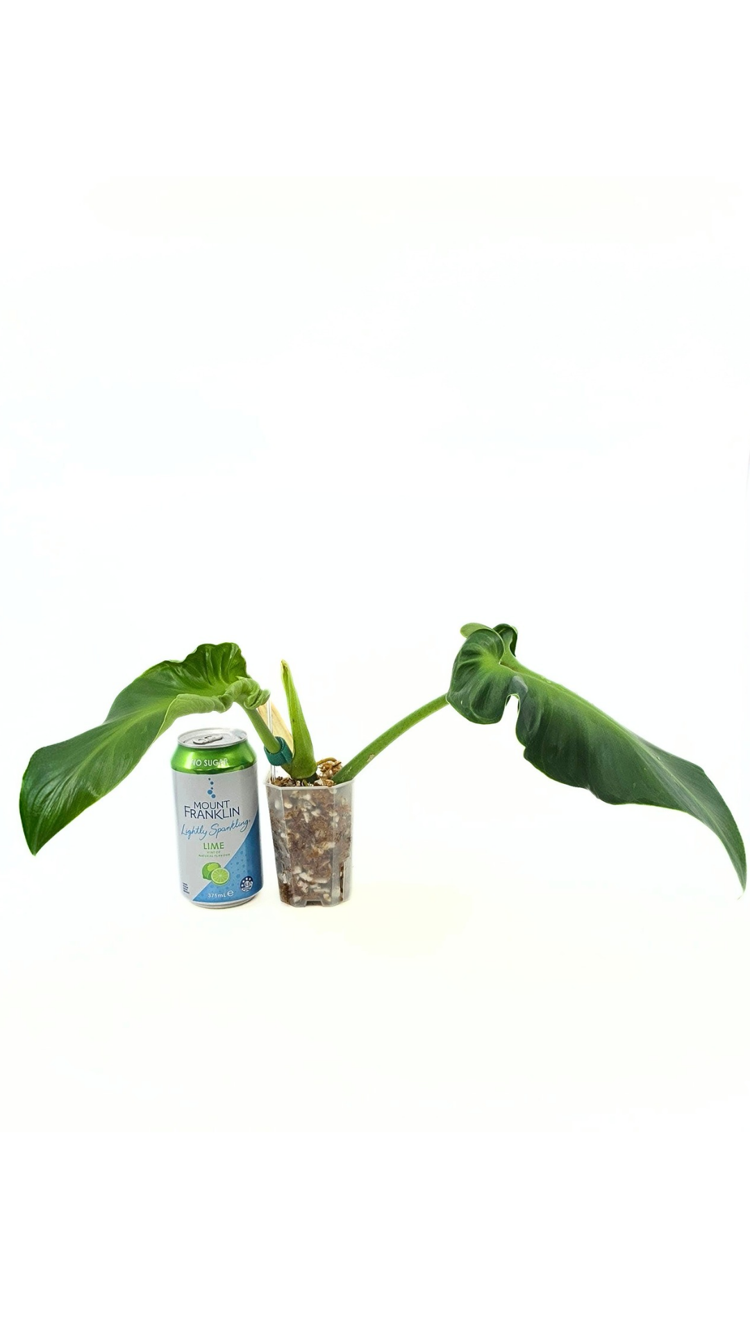 Rare indoor house plant Philodendron Rugosum also known as Pig Skin Philodendron propagated by the Leaf Gallery in Perth