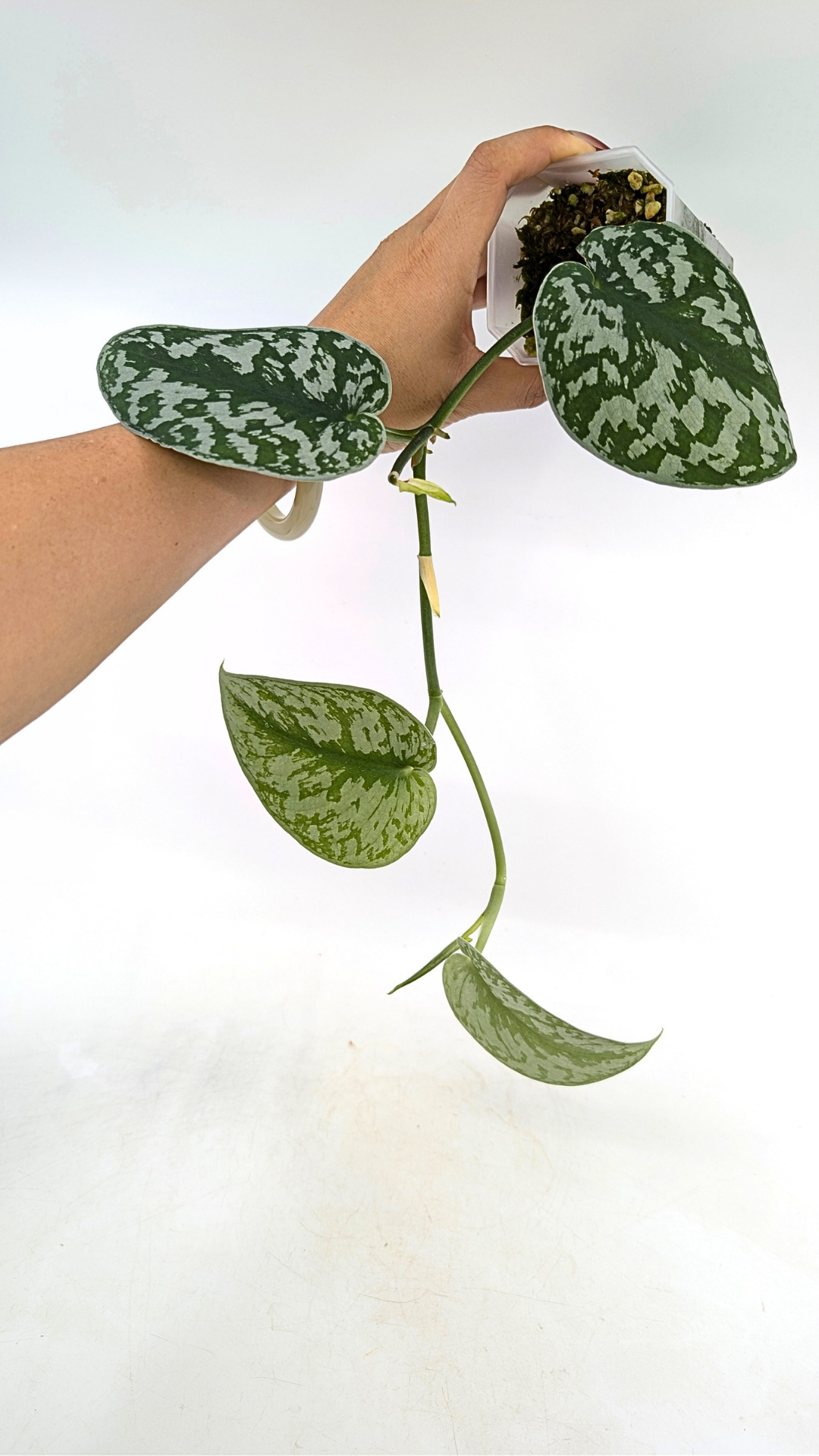 Uncommon indoor plant scindapsus Exotica available for sale at rare plant shop The Leaf Gallery in Perth, Western Australia.