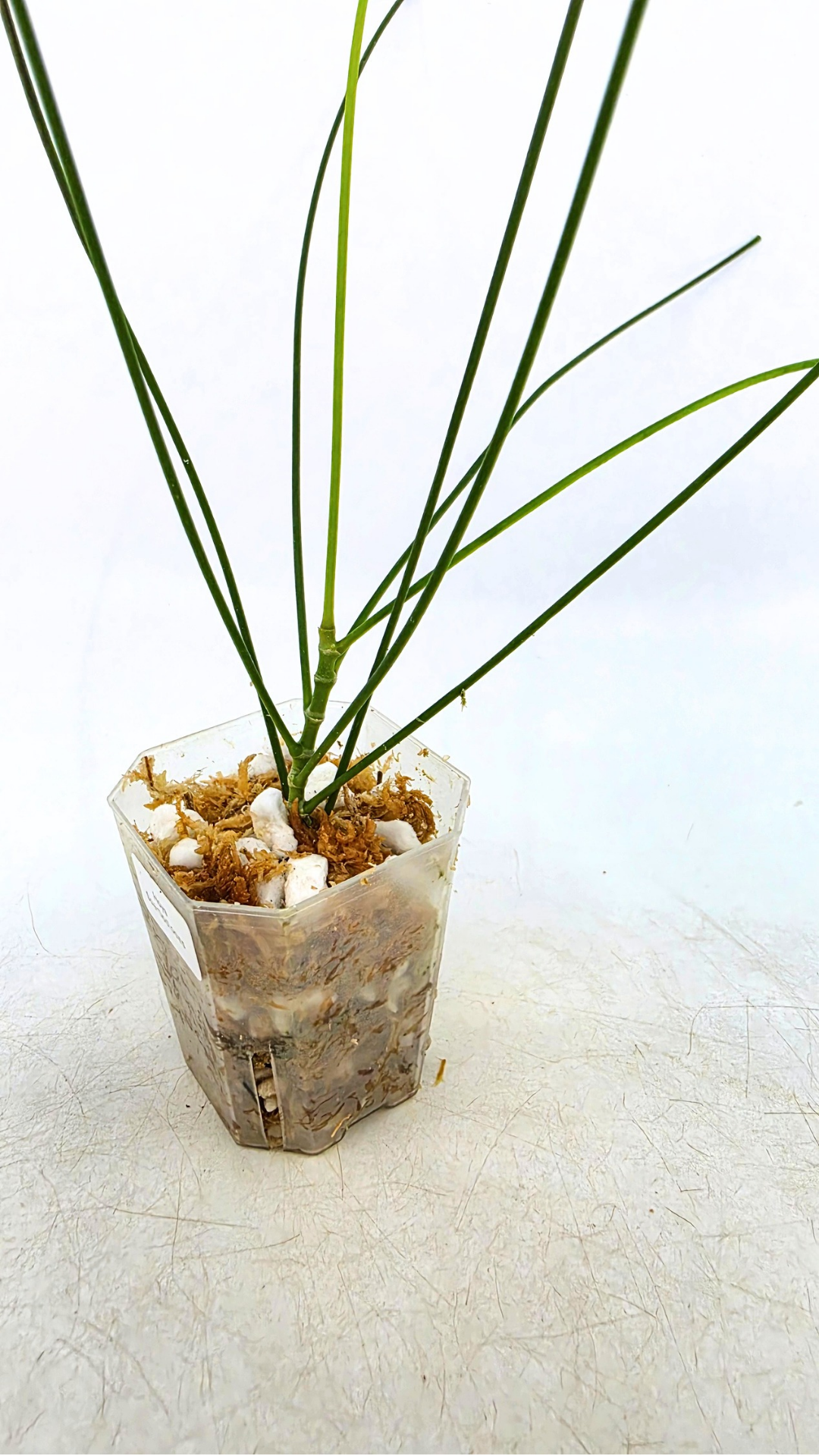 Rare waxplant Hoya Spartioides available for sale at rare indoor plant shop The Leaf Gallery in Perth, Western Australia