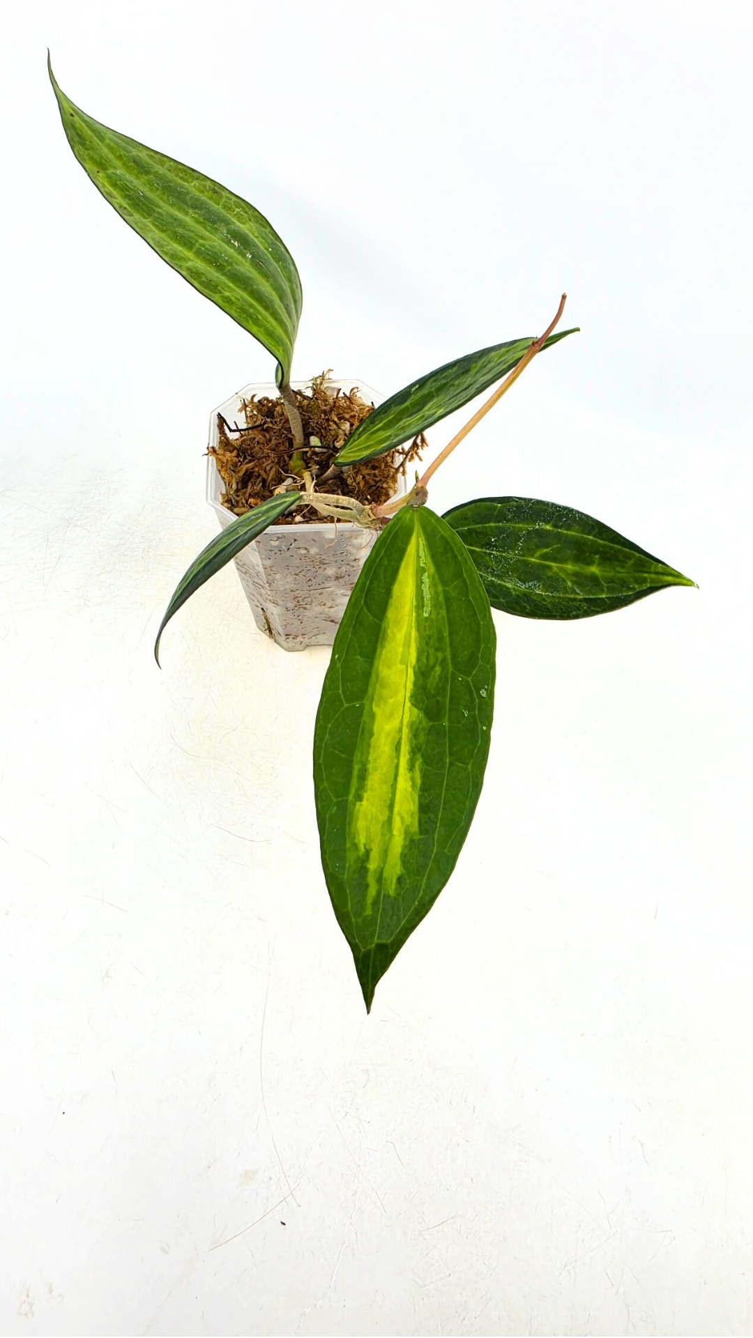 Rare waxplant Hoya Macrophylla Pot of Gold available for sale at rare indoor plant shop The Leaf Gallery in Perth, Western Australia