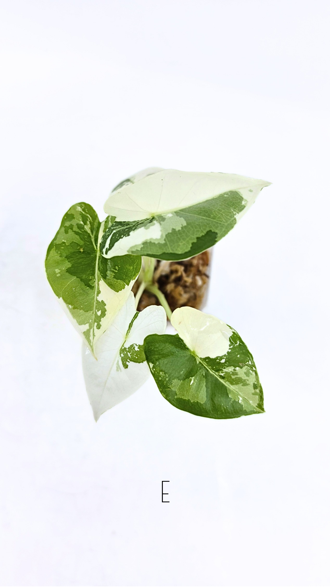 Rare indoor plant Alocasia Frydek Variegated available for sale at rare house plant shop The Leaf Gallery in Perth, Western Australia
