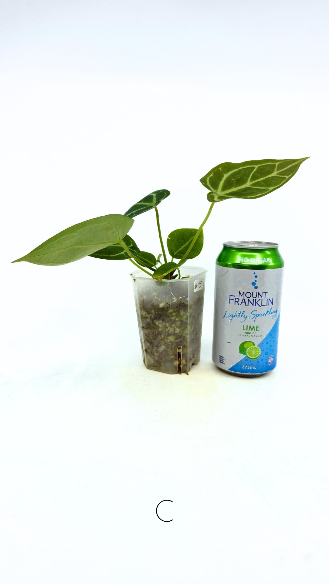 Rare anthurium hybrid Anthurium Dark Forgetii x Bessae Aff X Anthurium Michelle by The Leaf Gallery in Perth, Western Australia