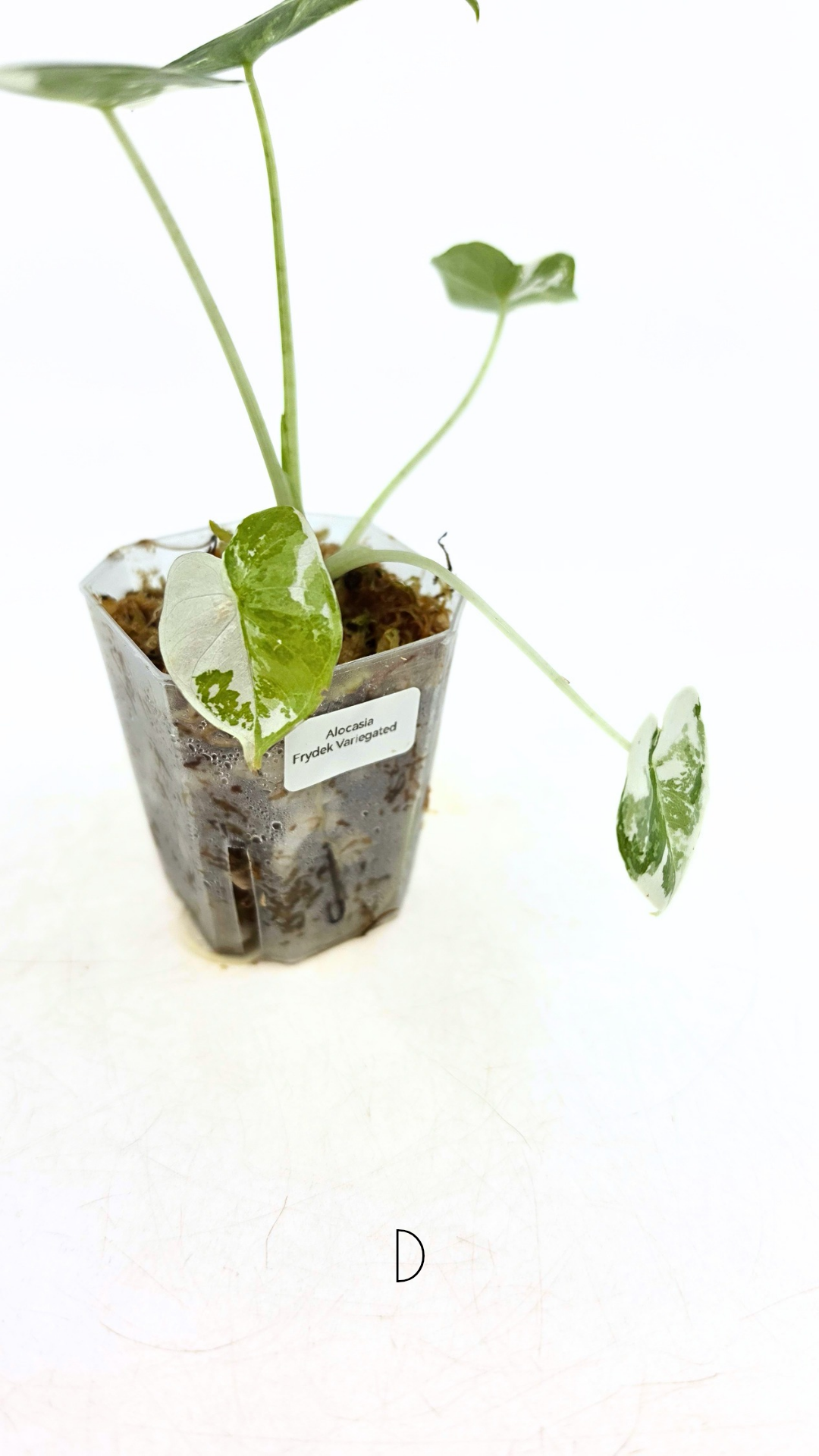 Rare Wax Plant Hoya Clemensiorum available for sale at rare house plant shop The Leaf Gallery in Perth, Western Australia